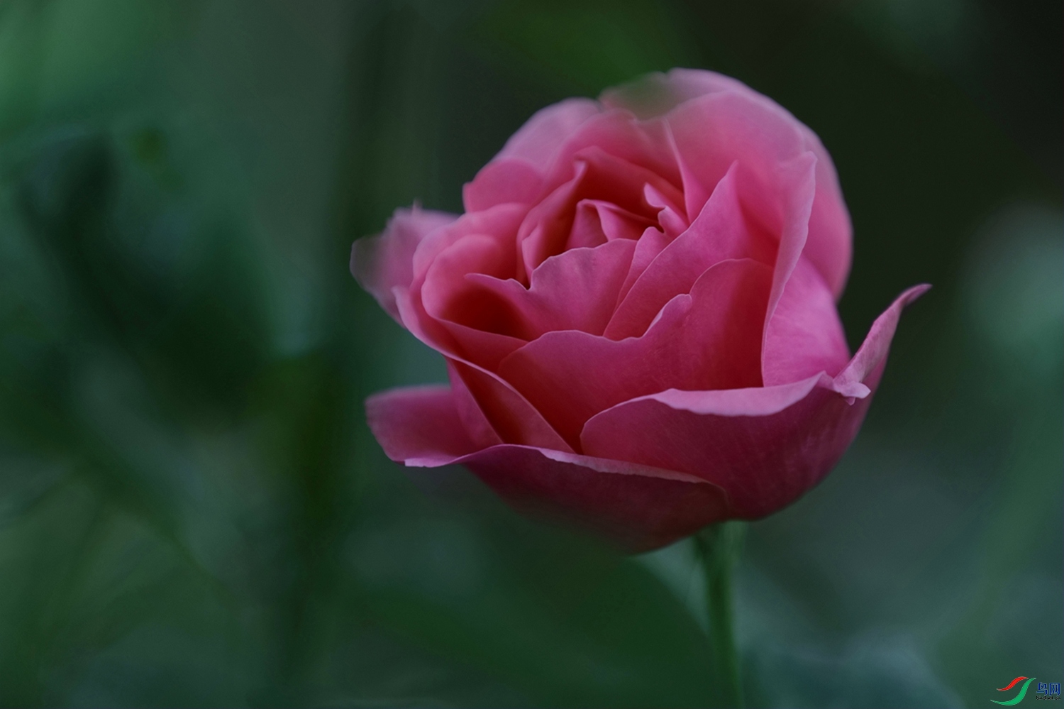 3X7A7852.JPG