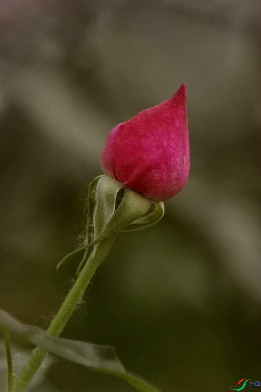 3X7A7857.JPG