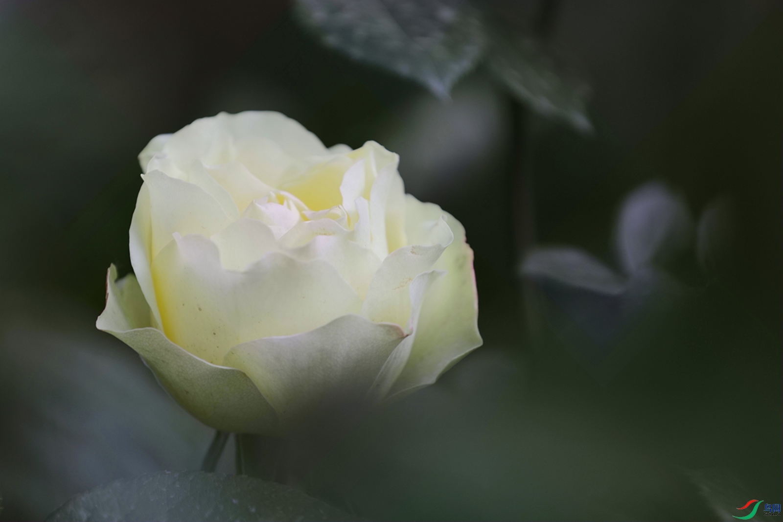 3X7A7865.JPG