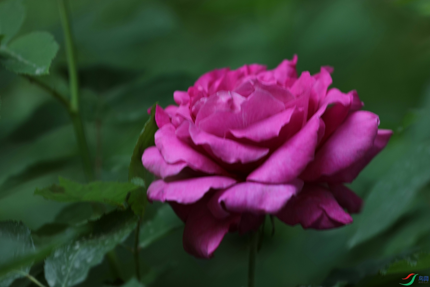 3X7A7868.JPG
