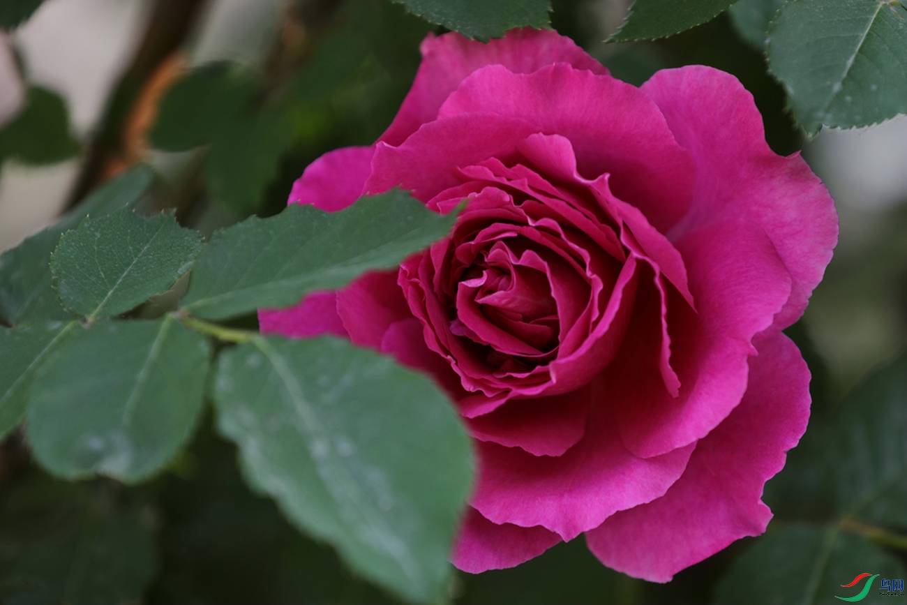 3X7A7903.JPG