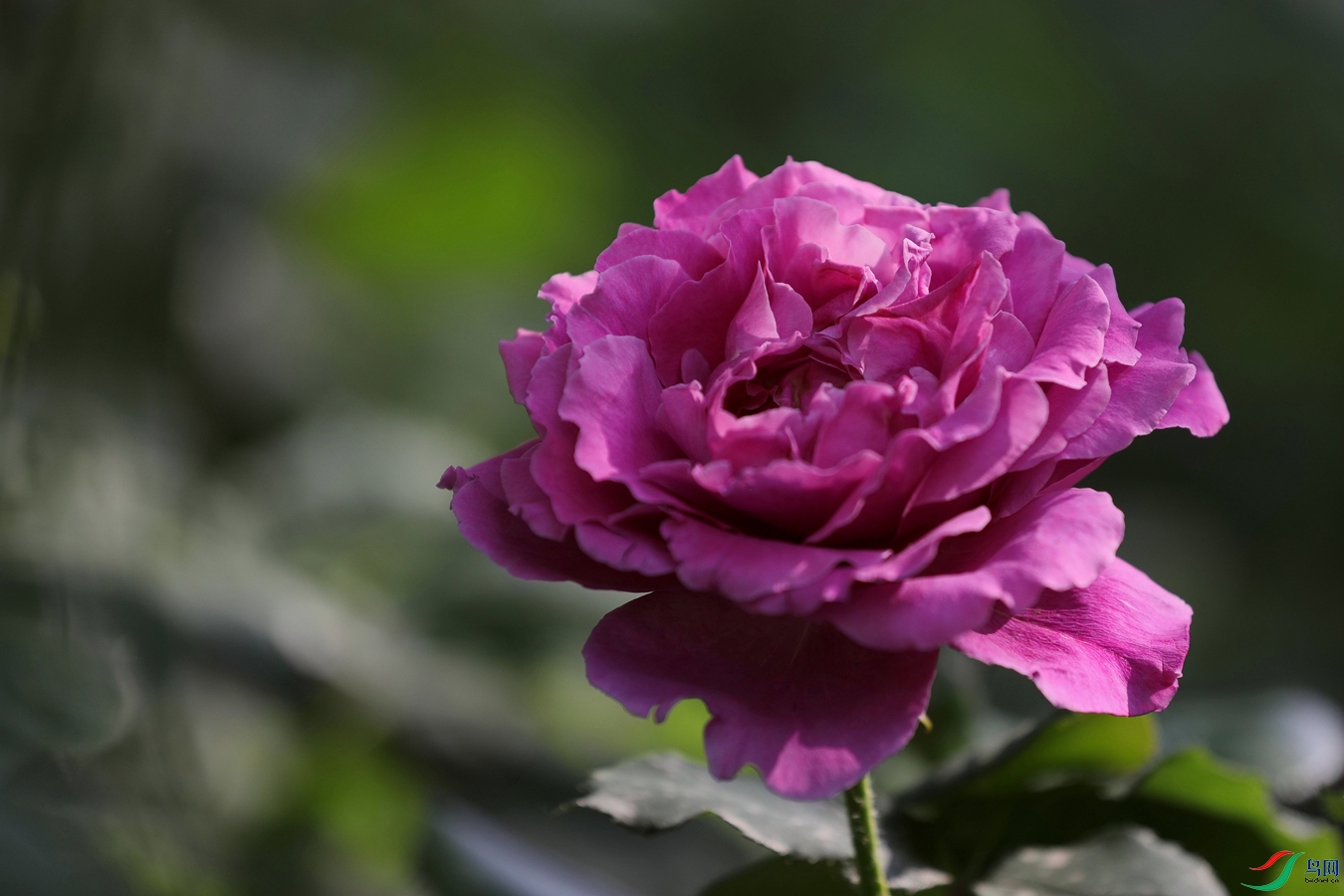 3X7A7905.JPG