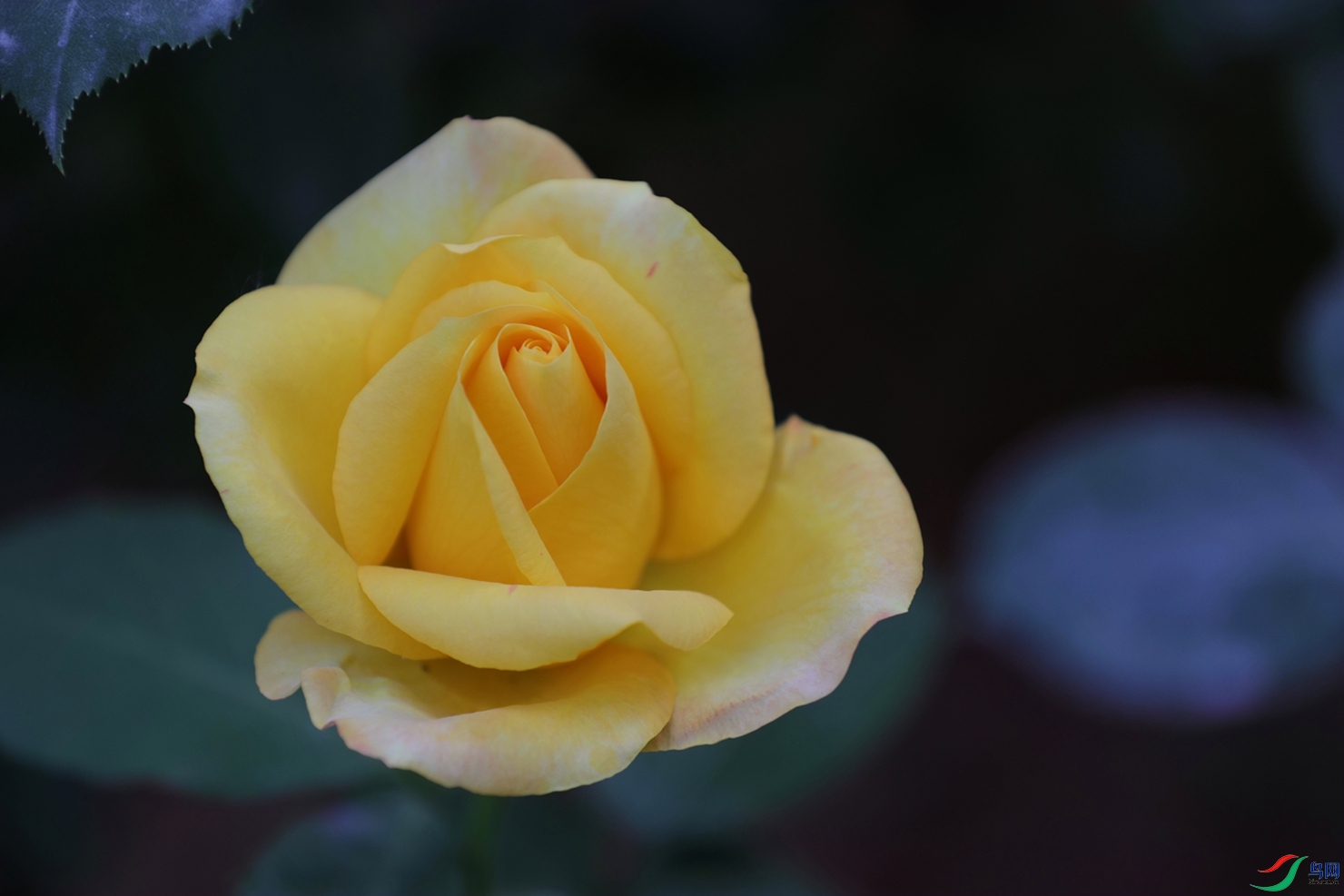 3X7A7918.JPG