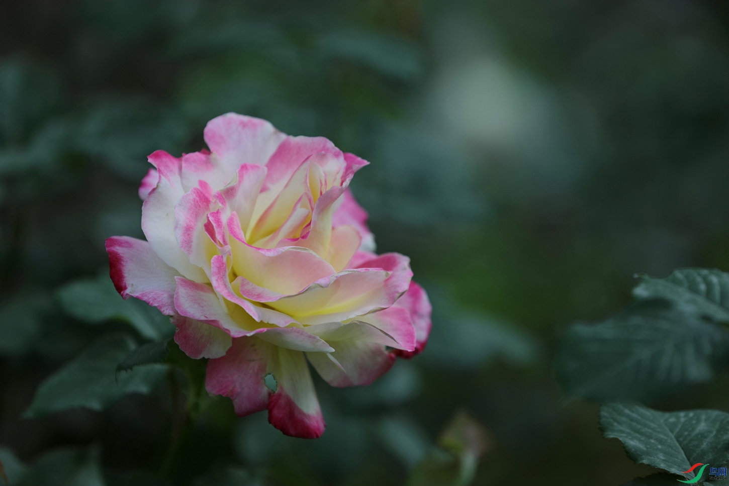 3X7A7927.JPG