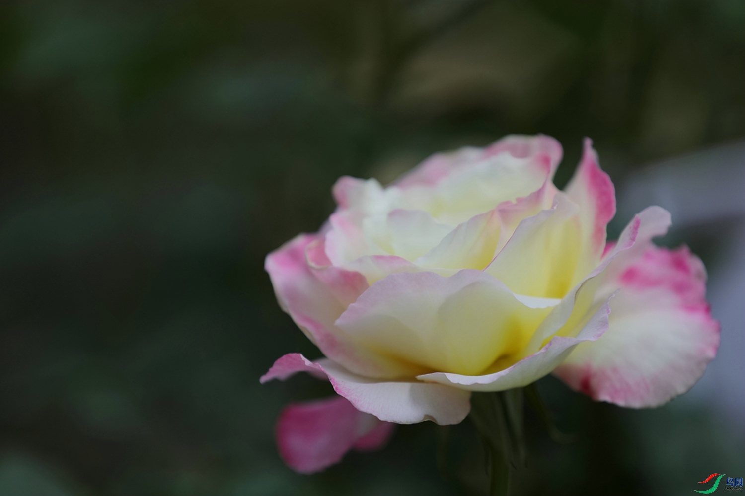 3X7A7936.JPG