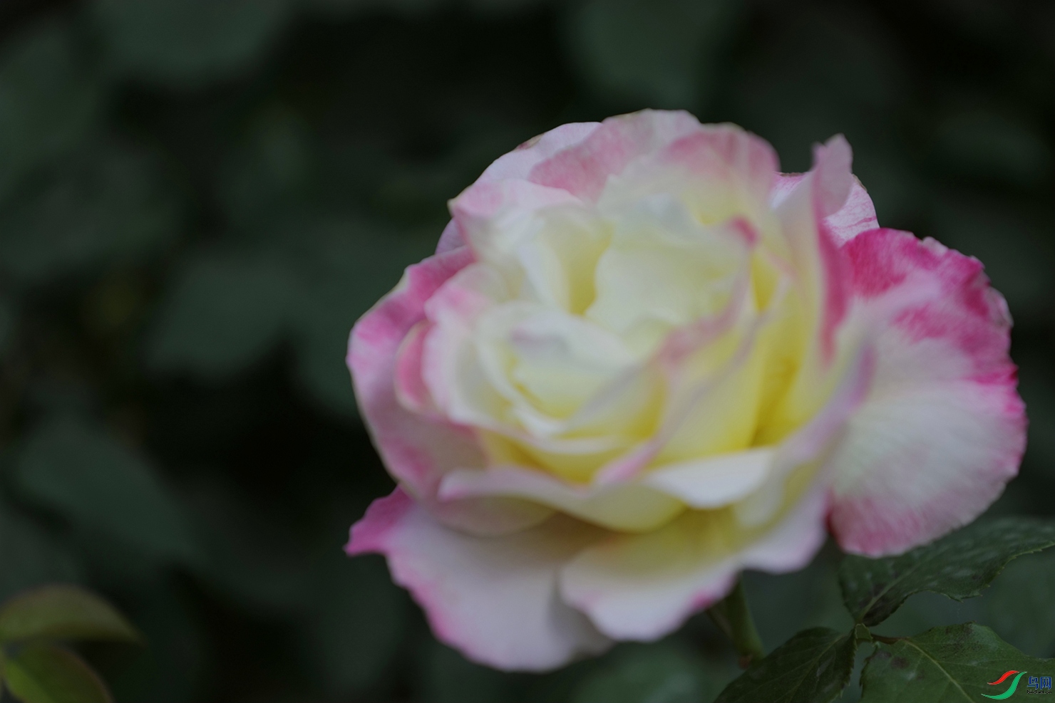 3X7A7939.JPG