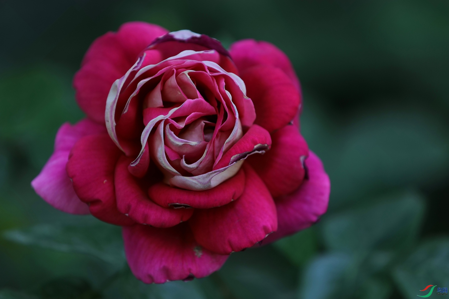 3X7A7949.JPG