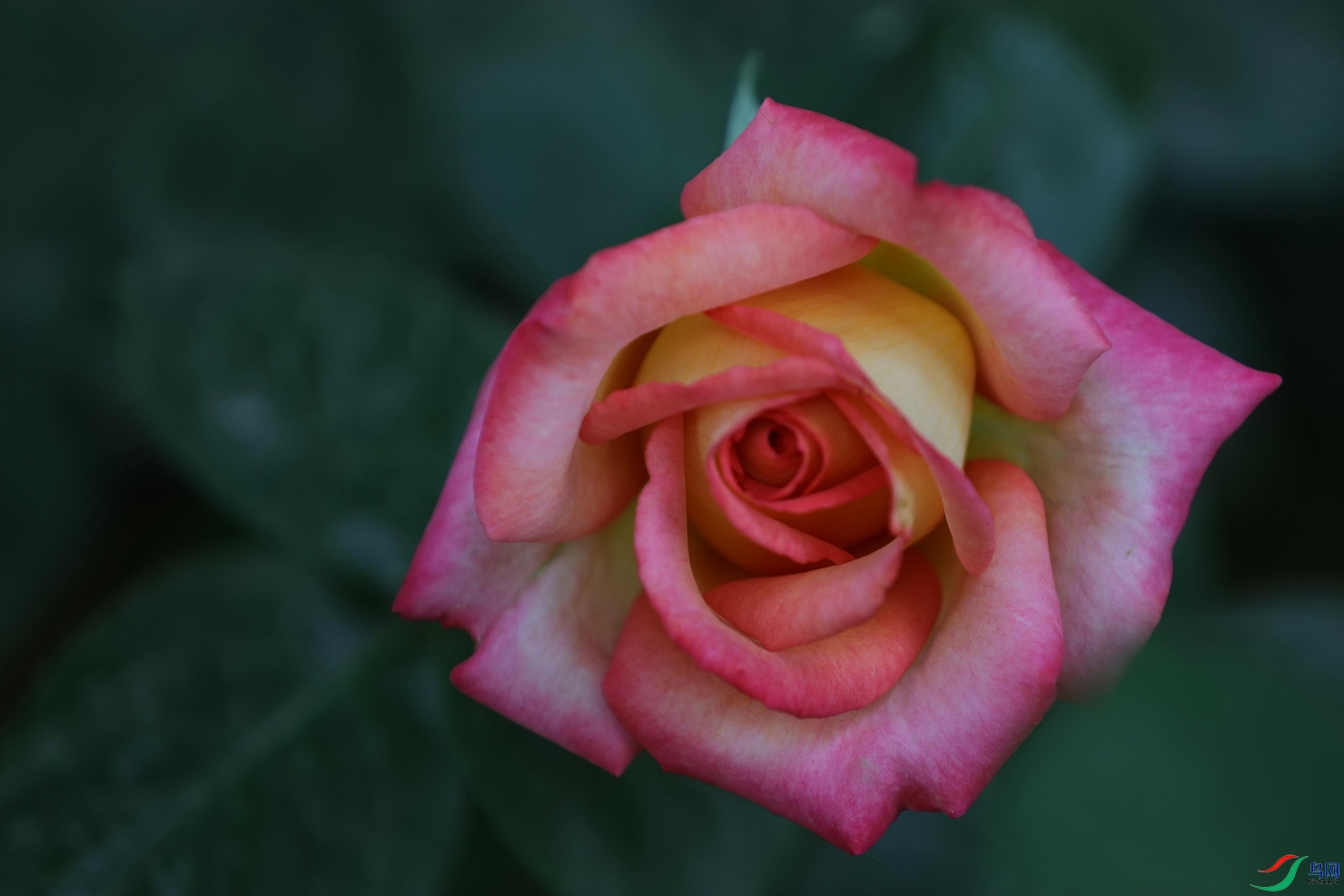3X7A7952.JPG