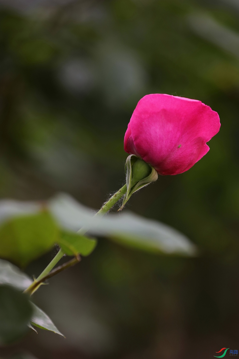 3X7A7955.JPG