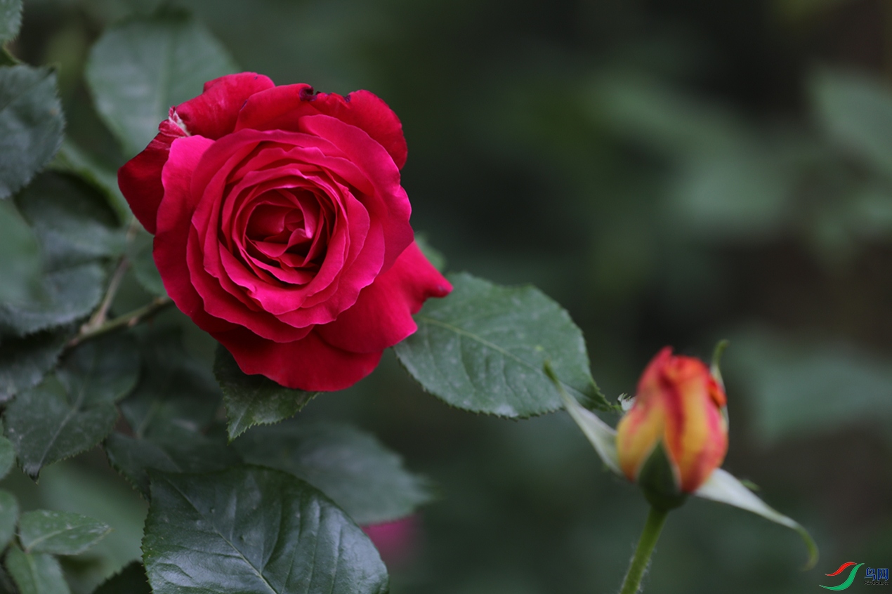 3X7A7958.JPG