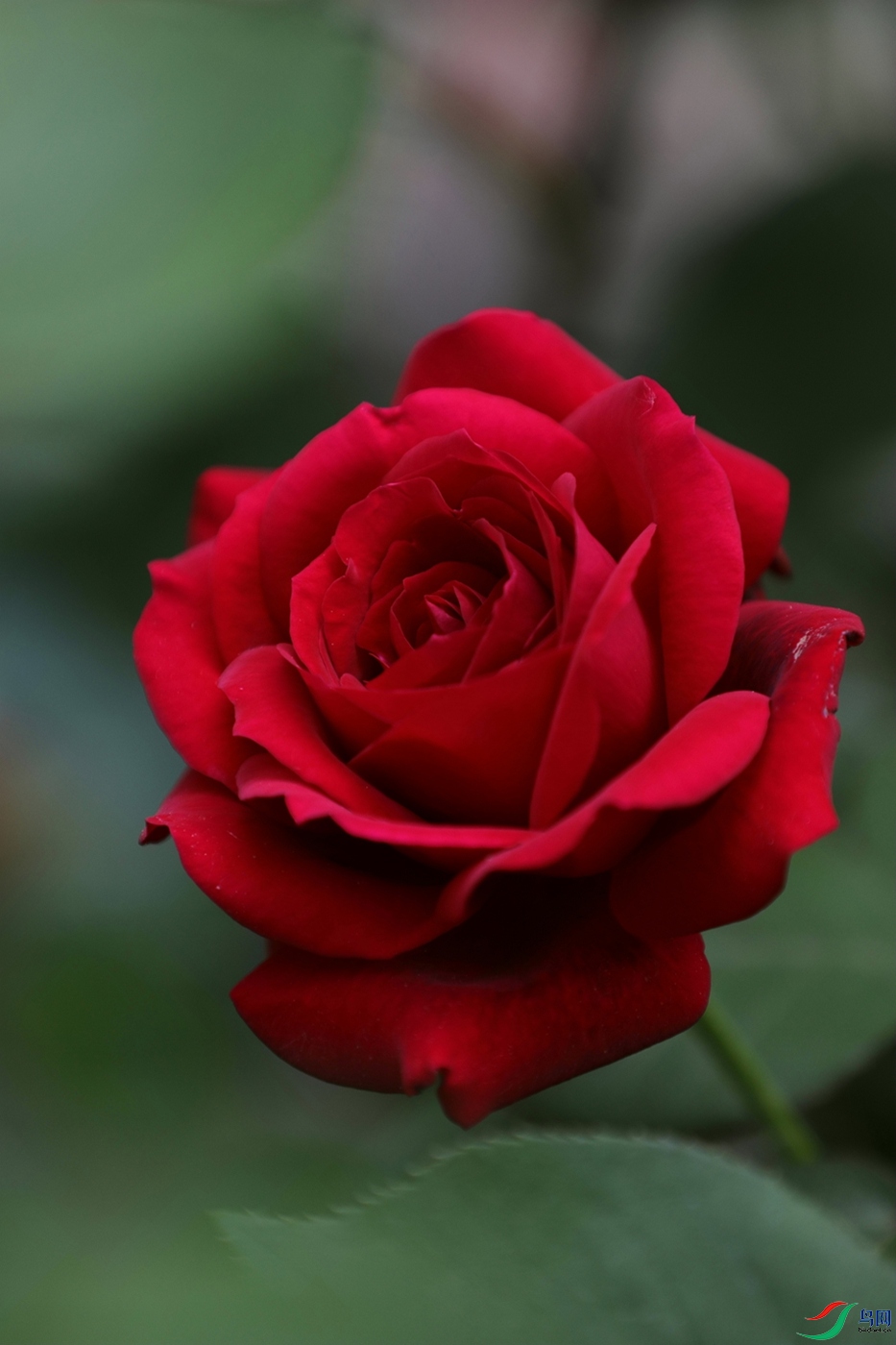 3X7A7975.JPG