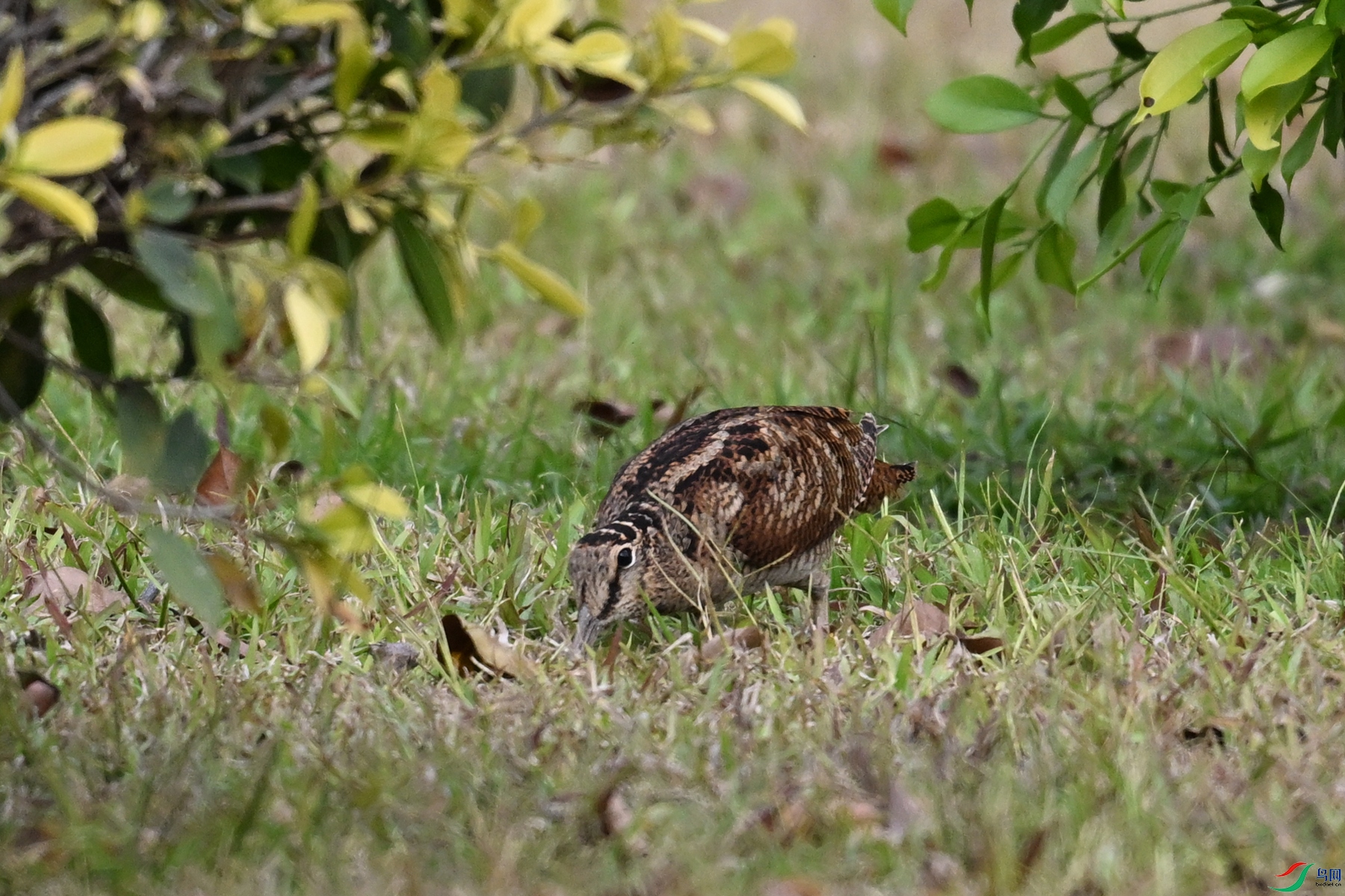 DSC_8377.JPG