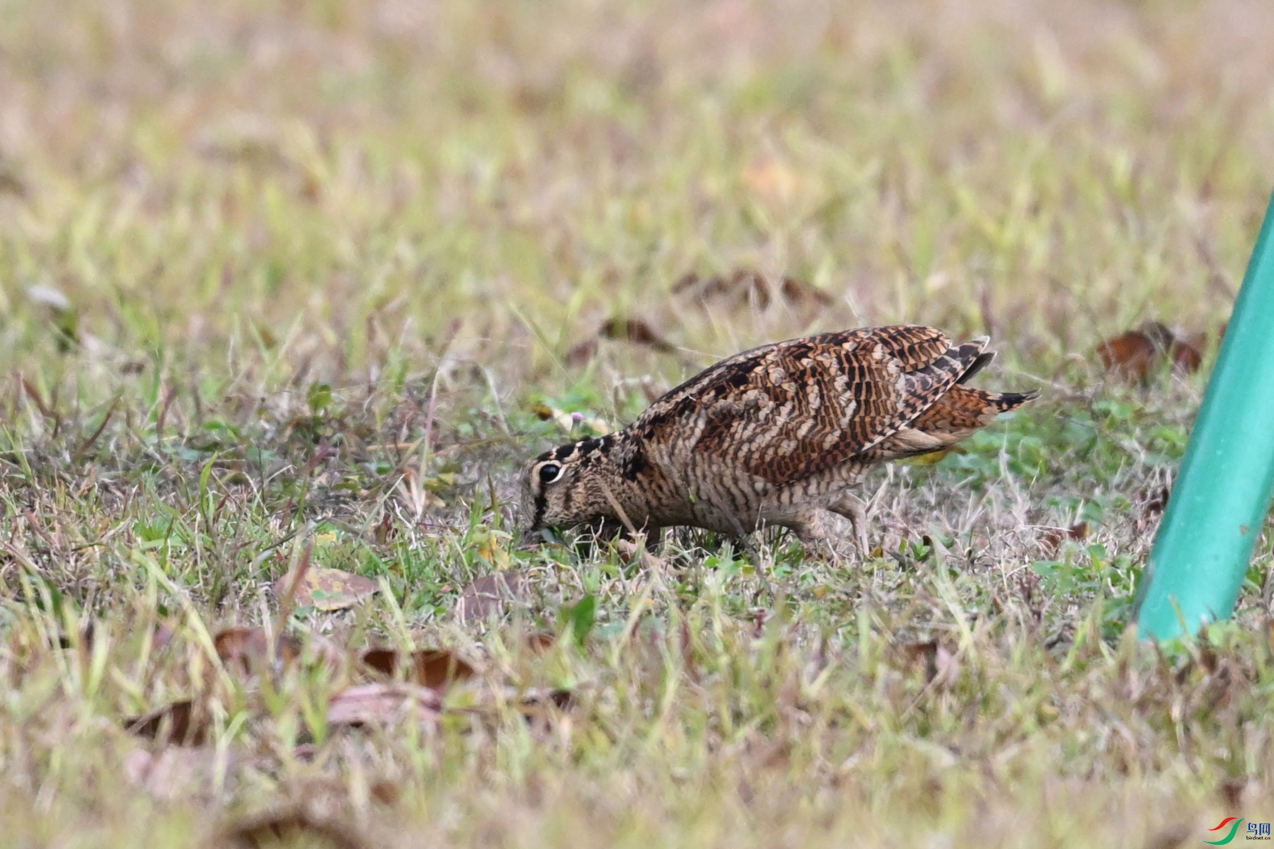 DSC_8458.JPG