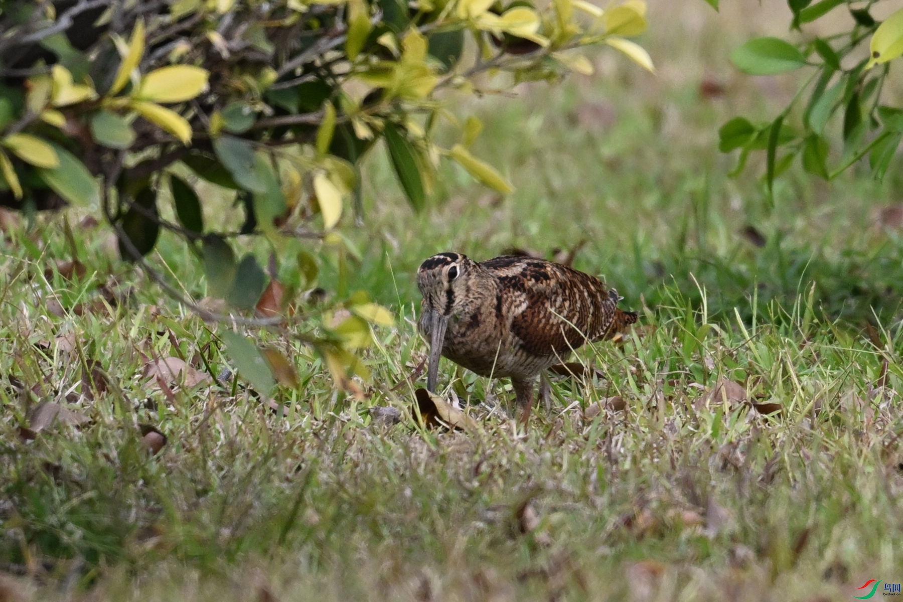 DSC_8380.JPG