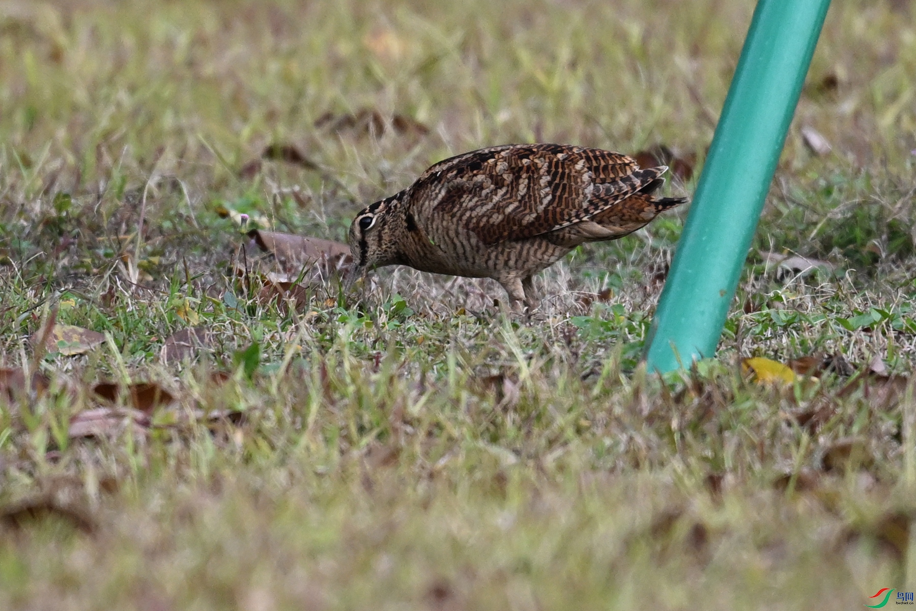DSC_8444.JPG