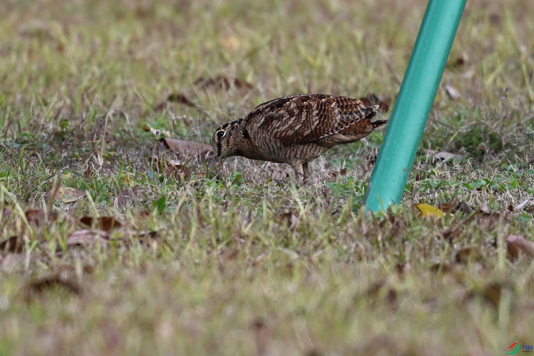 DSC_8445.JPG