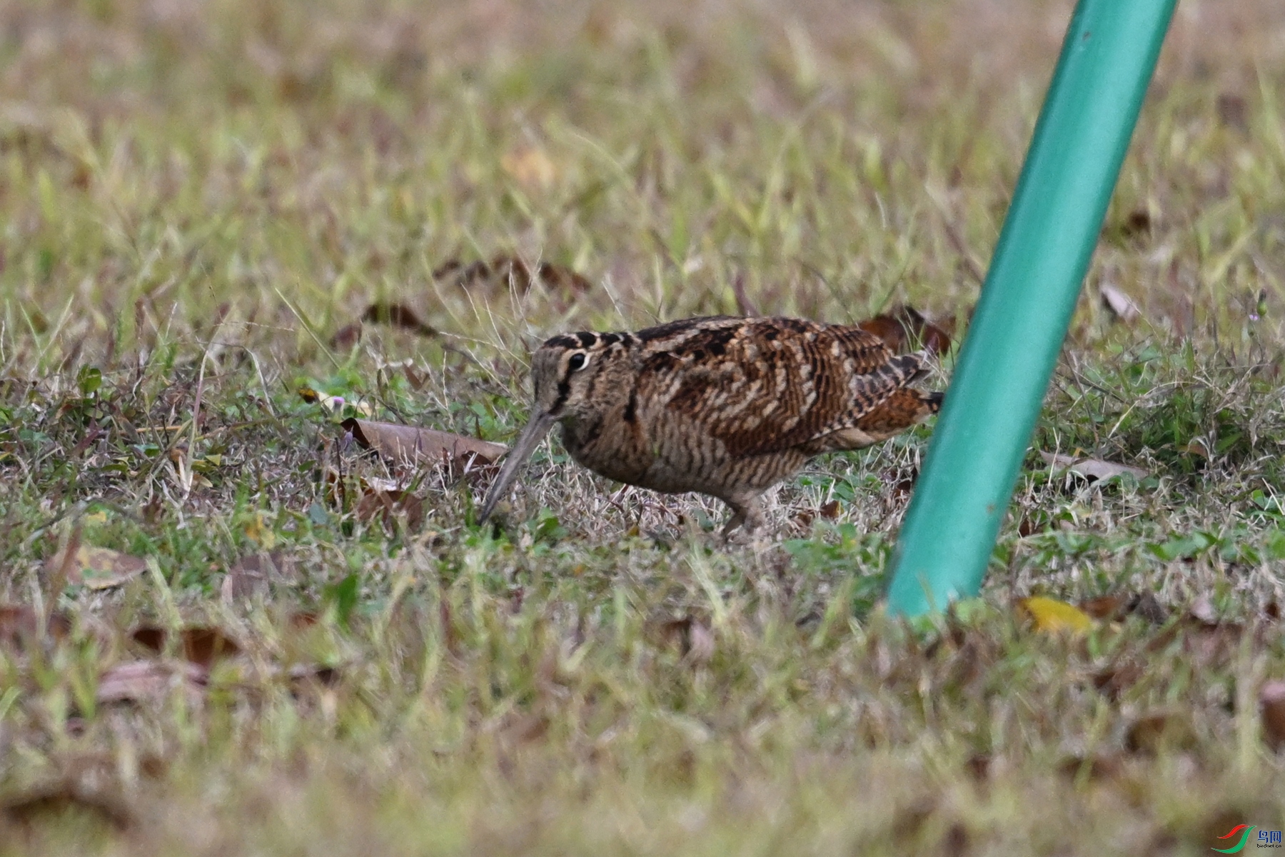 DSC_8448.JPG