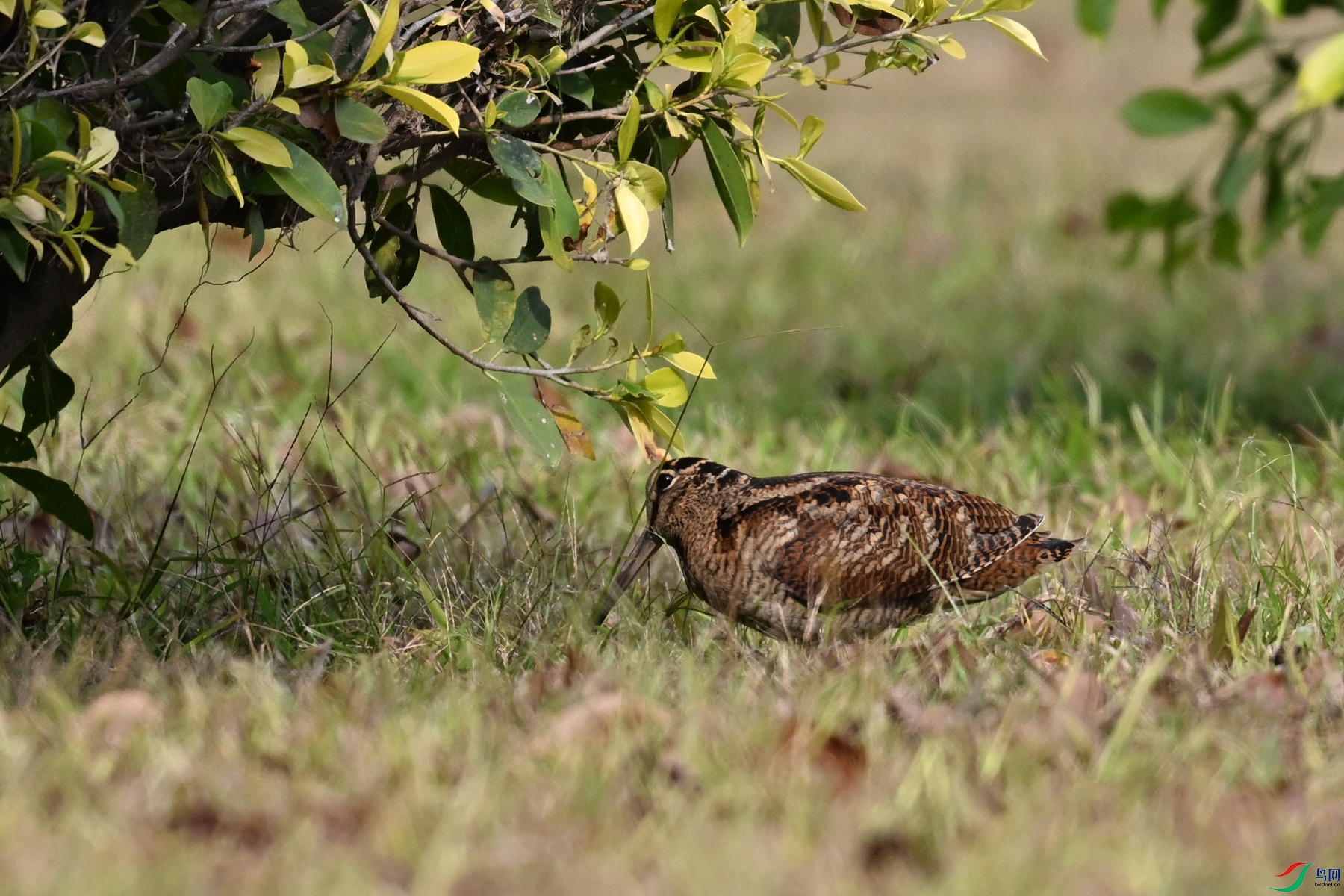 DSC_8395.JPG