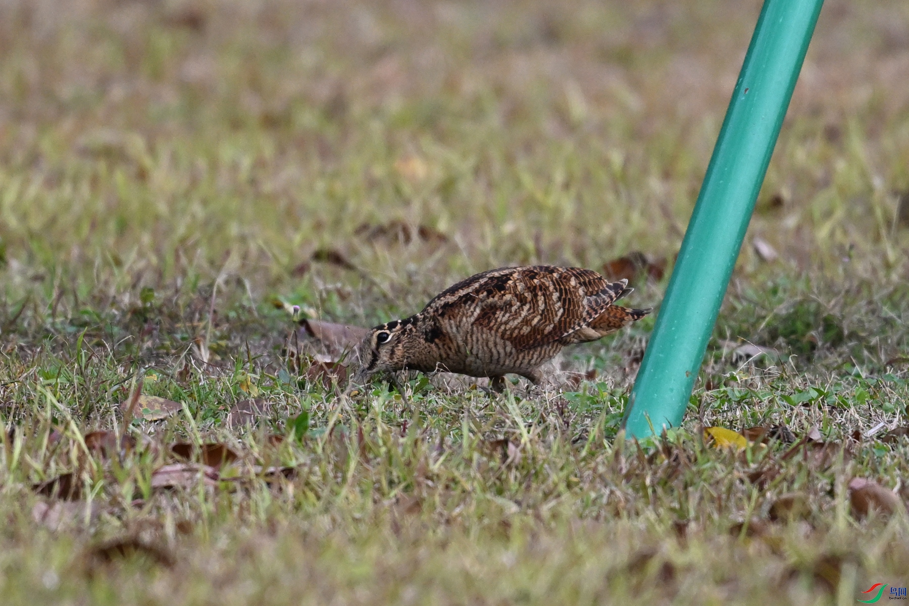DSC_8110.JPG