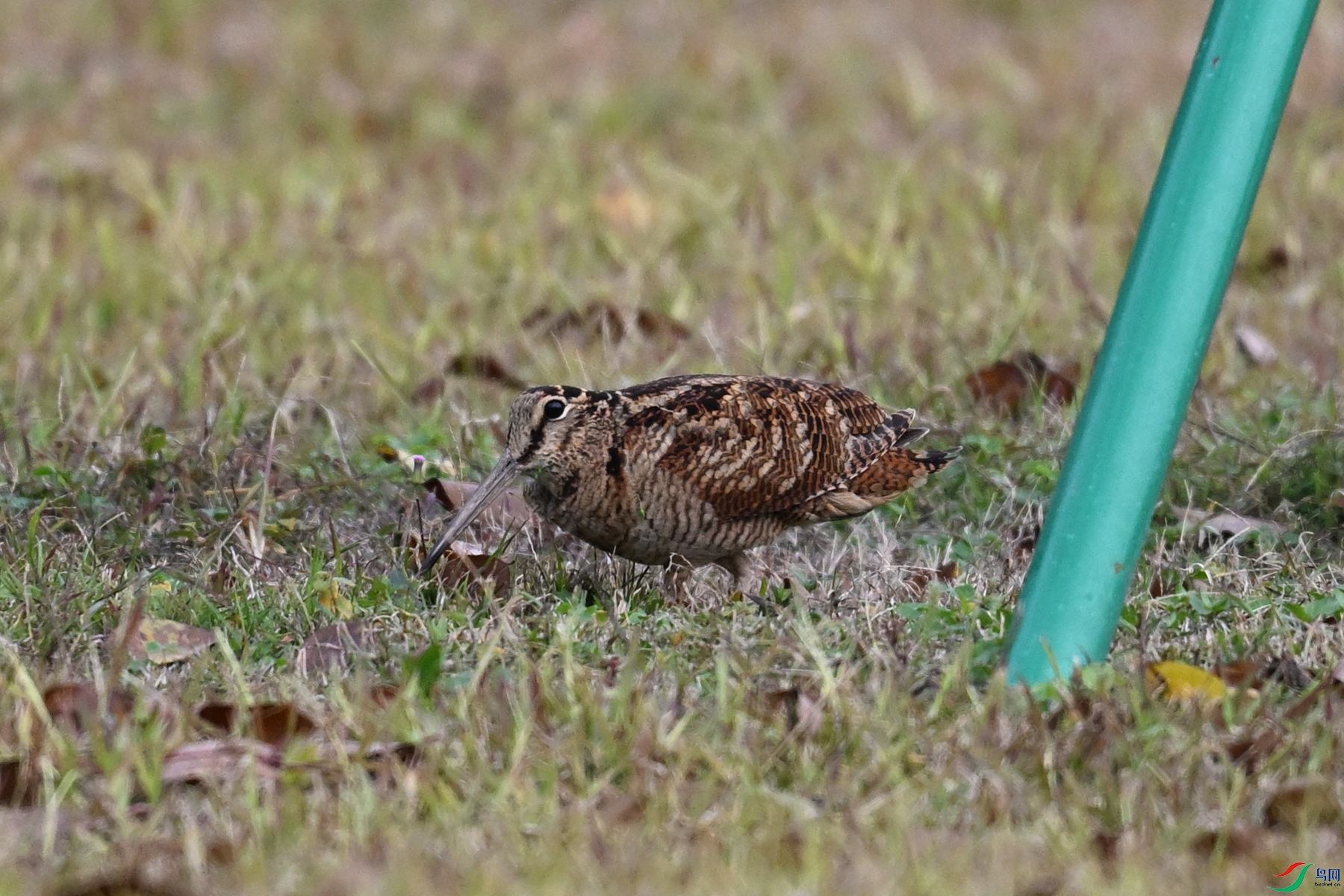 DSC_8455.JPG