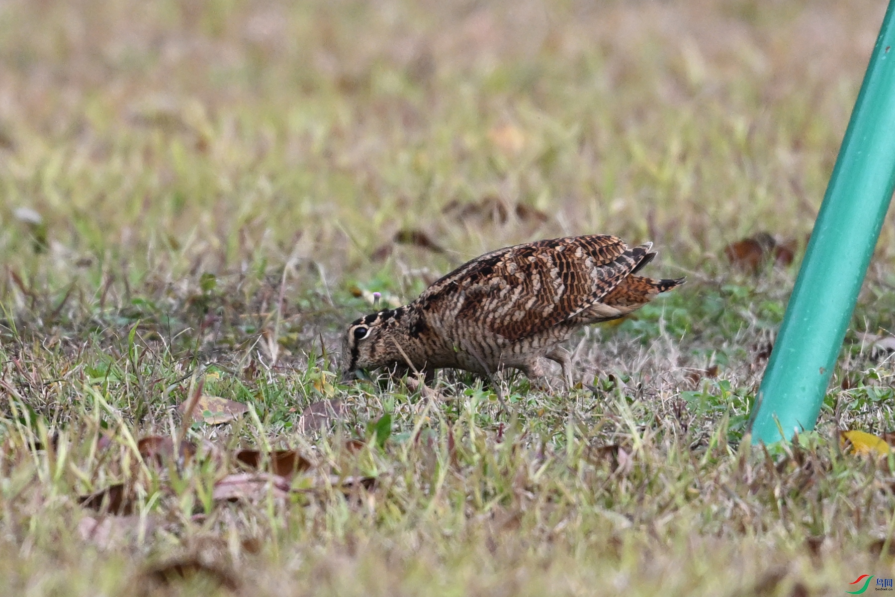 DSC_8457.JPG