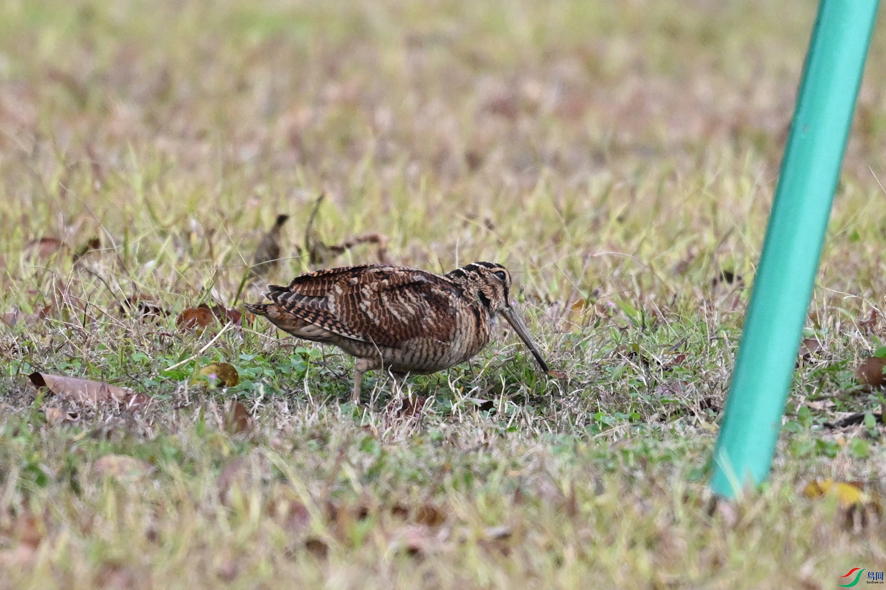 DSC_8480.JPG