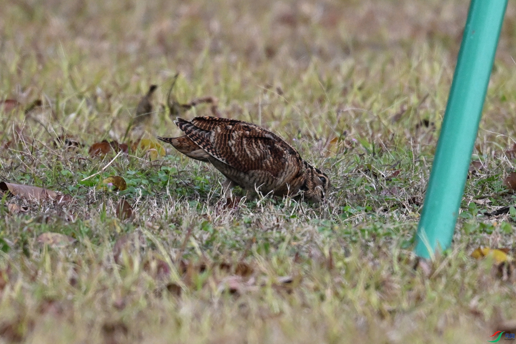 DSC_8482.JPG