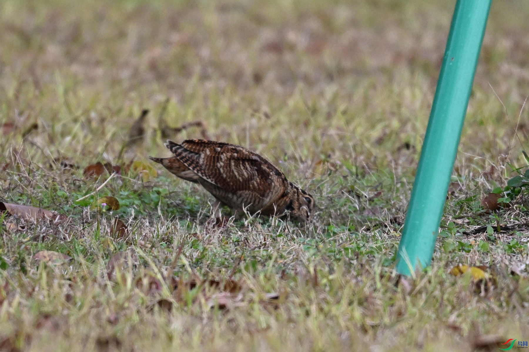 DSC_8484.JPG