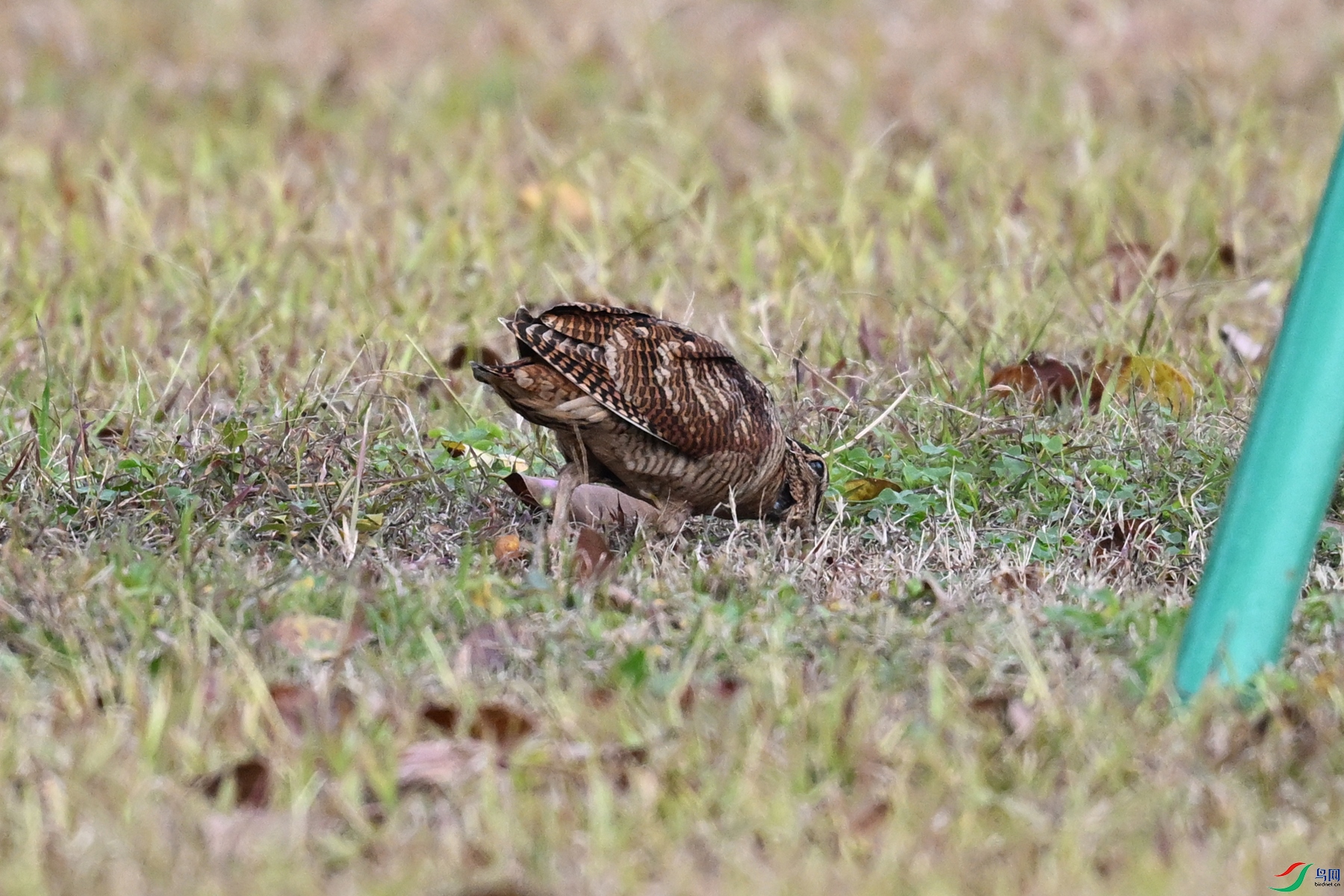 DSC_8472.JPG