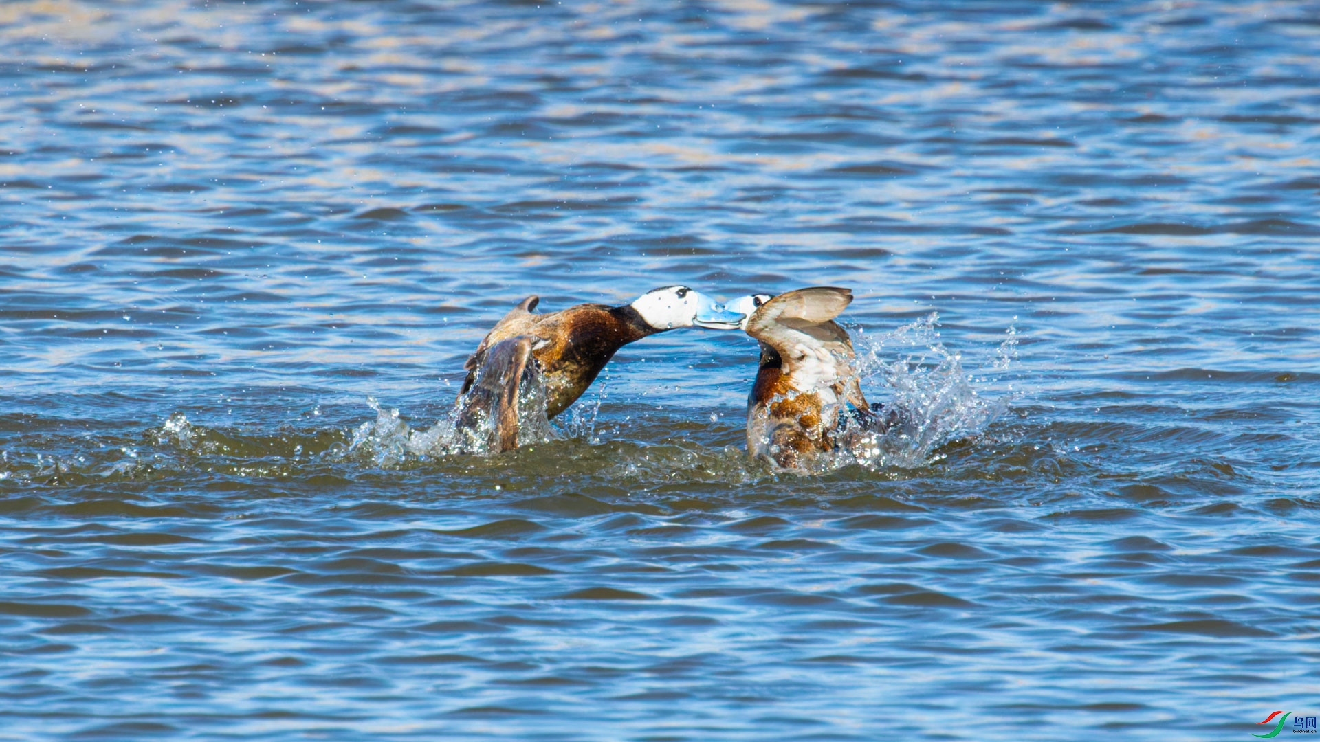 _00A0503-CR2_DxO_DeepPRIMEXD-2-1.jpg