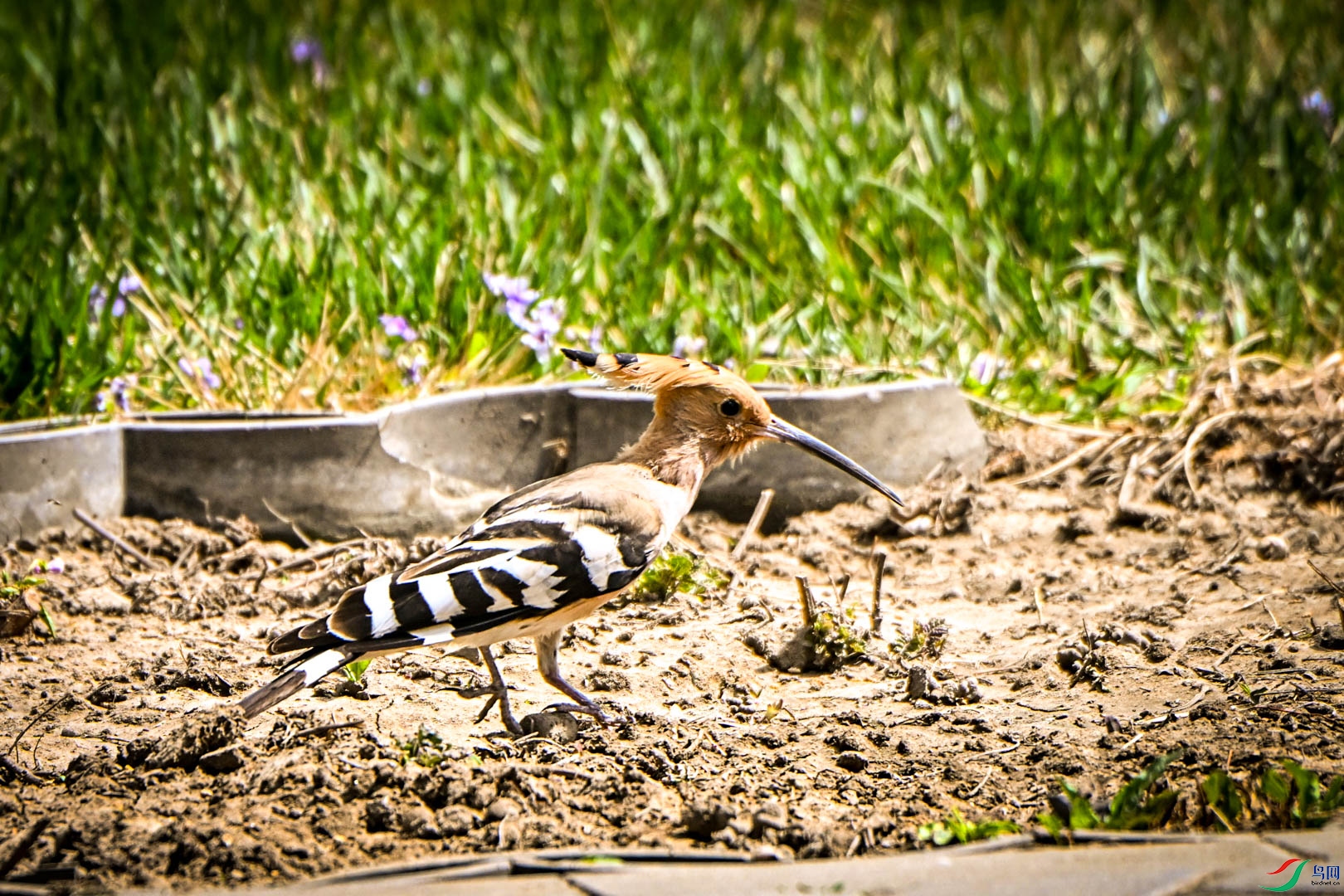 DSC_0707_3.jpg