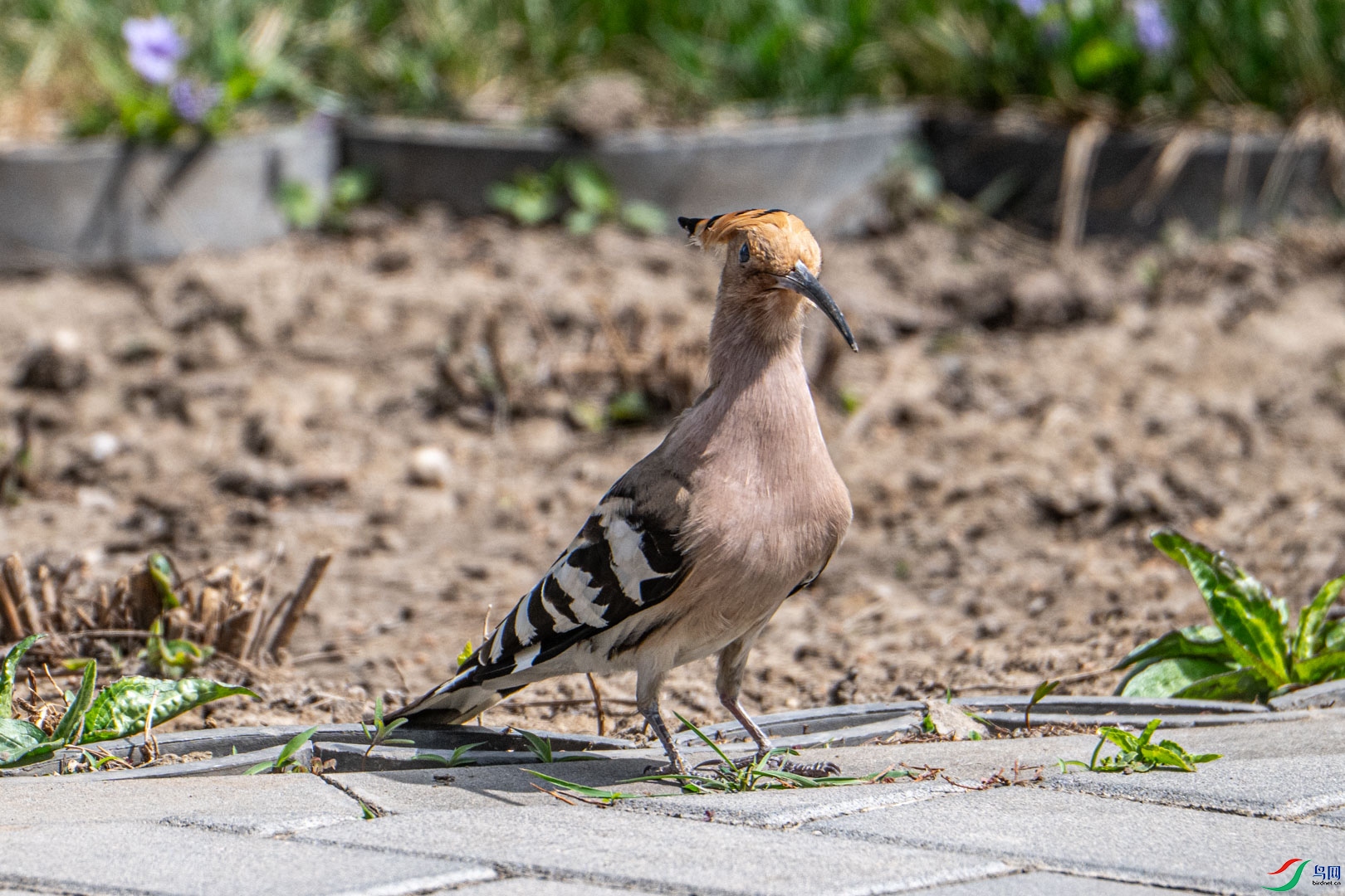 DSC_0719_2.jpg