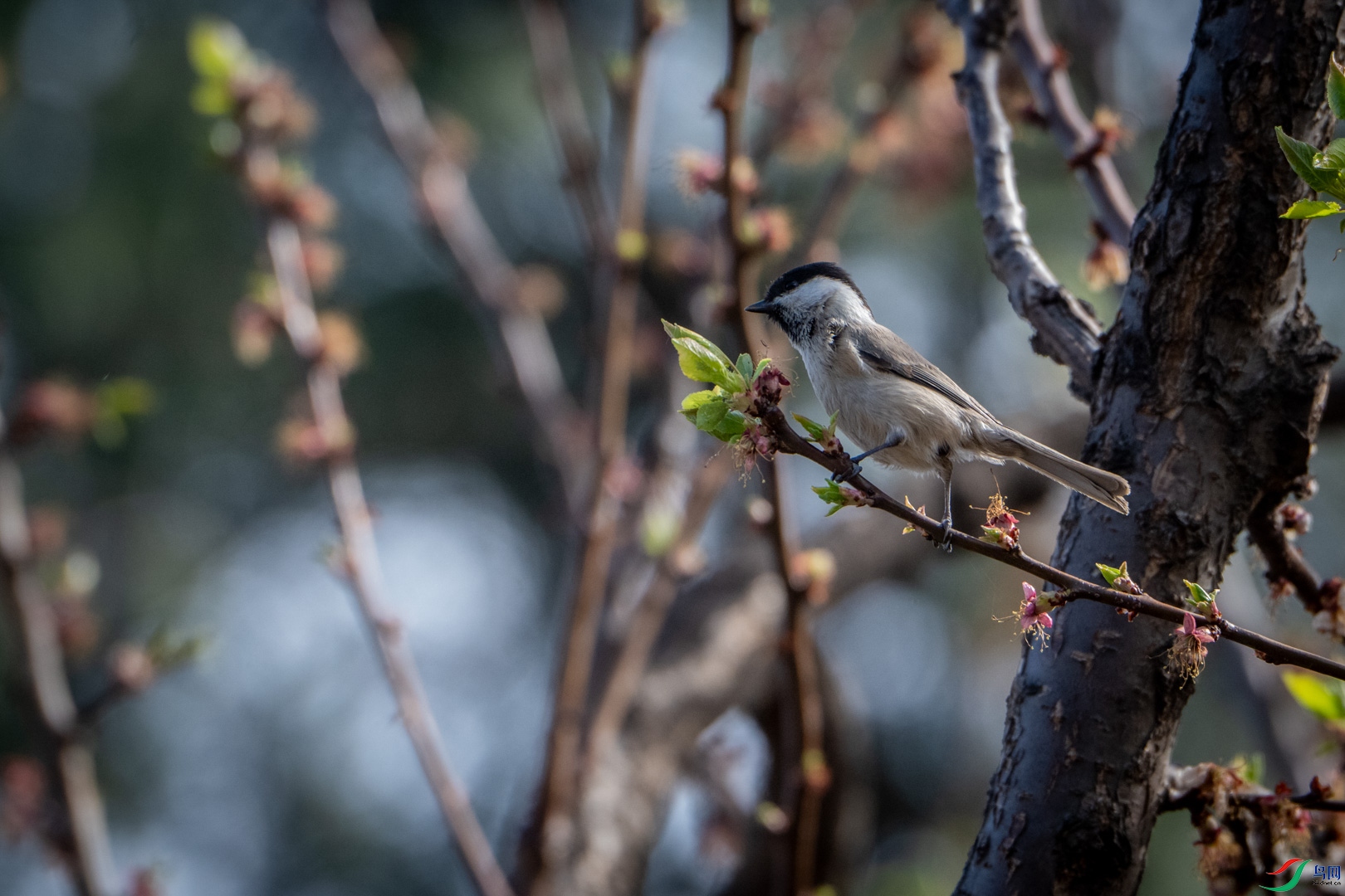 DSC_0930_2.jpg