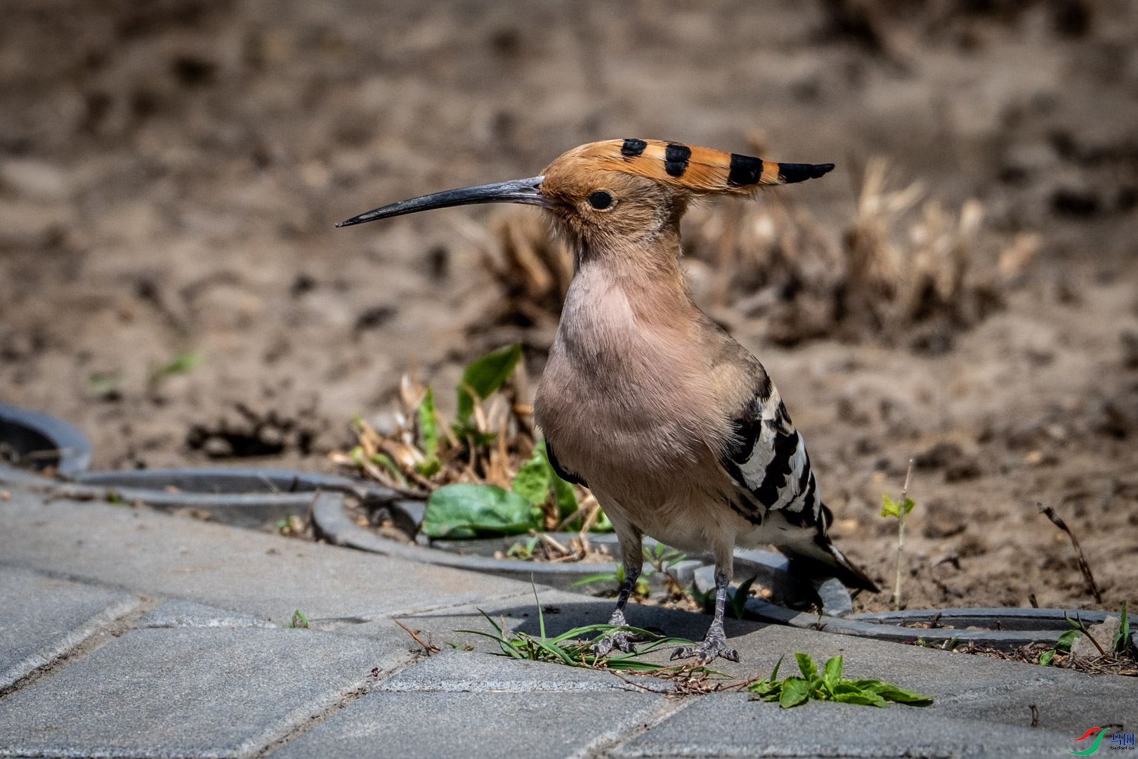 DSC_0722_1.jpg