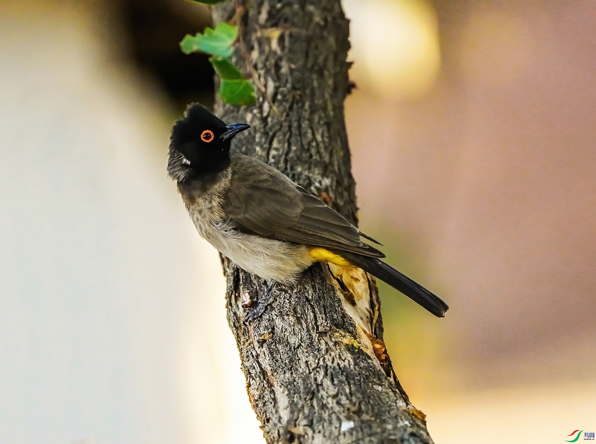 DSC08378-6x.jpg