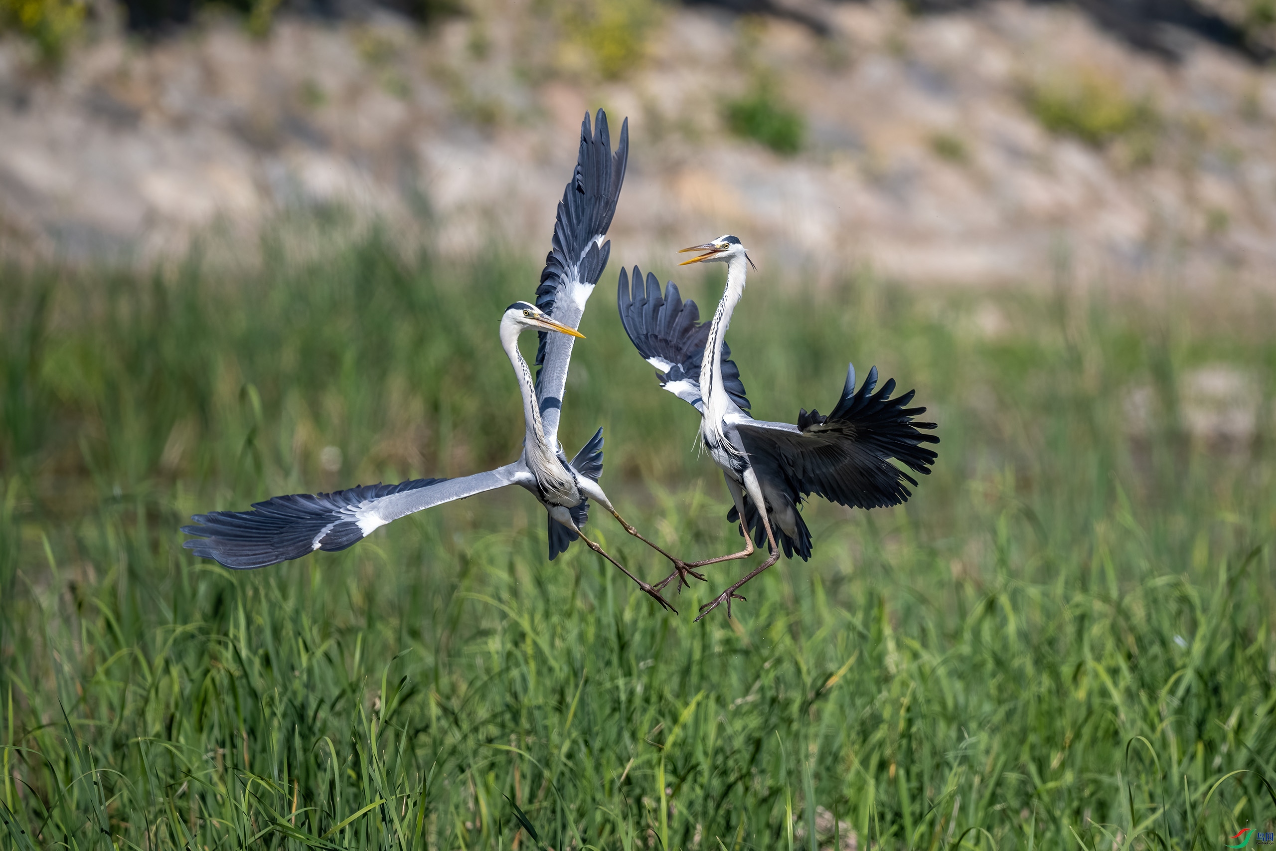 _DSC9317-.jpg