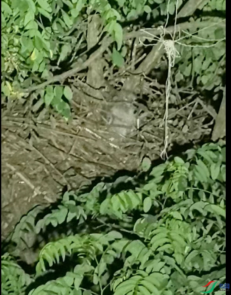 èͷӥ