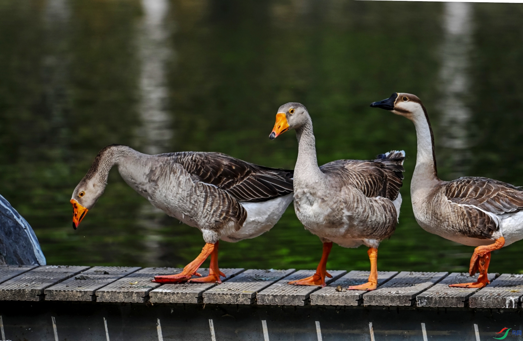 DSC_1523---_conew1.jpg