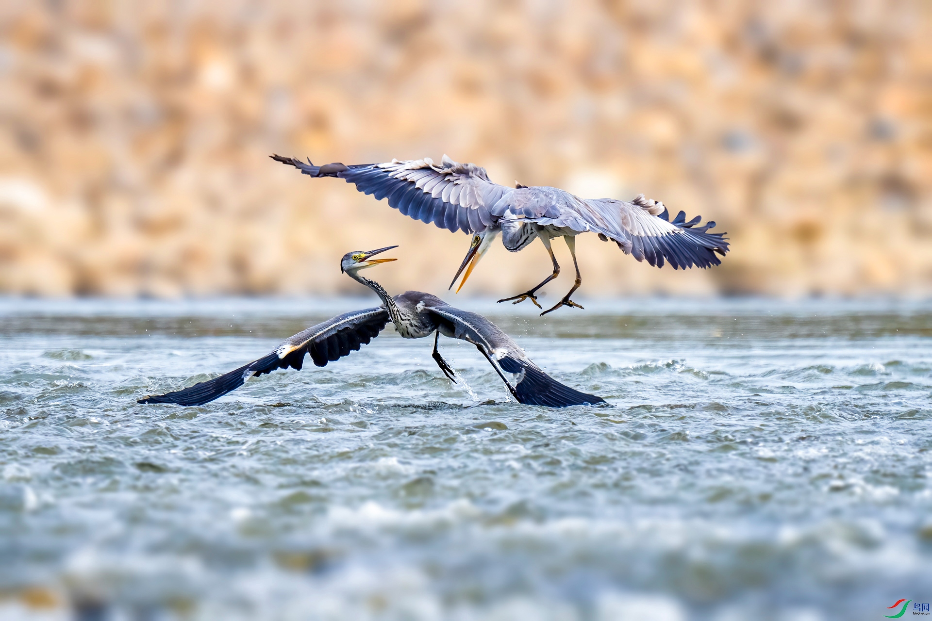 DSC_6428v.jpg