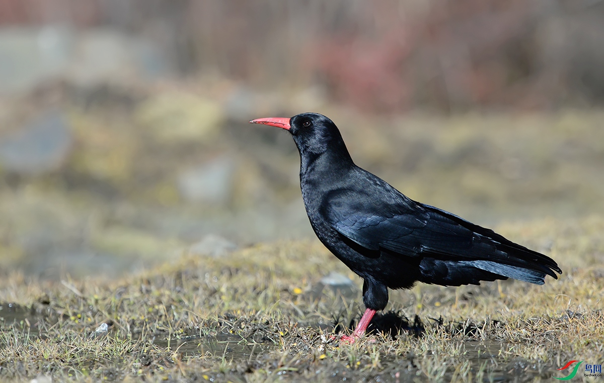 DSC_6360.jpg