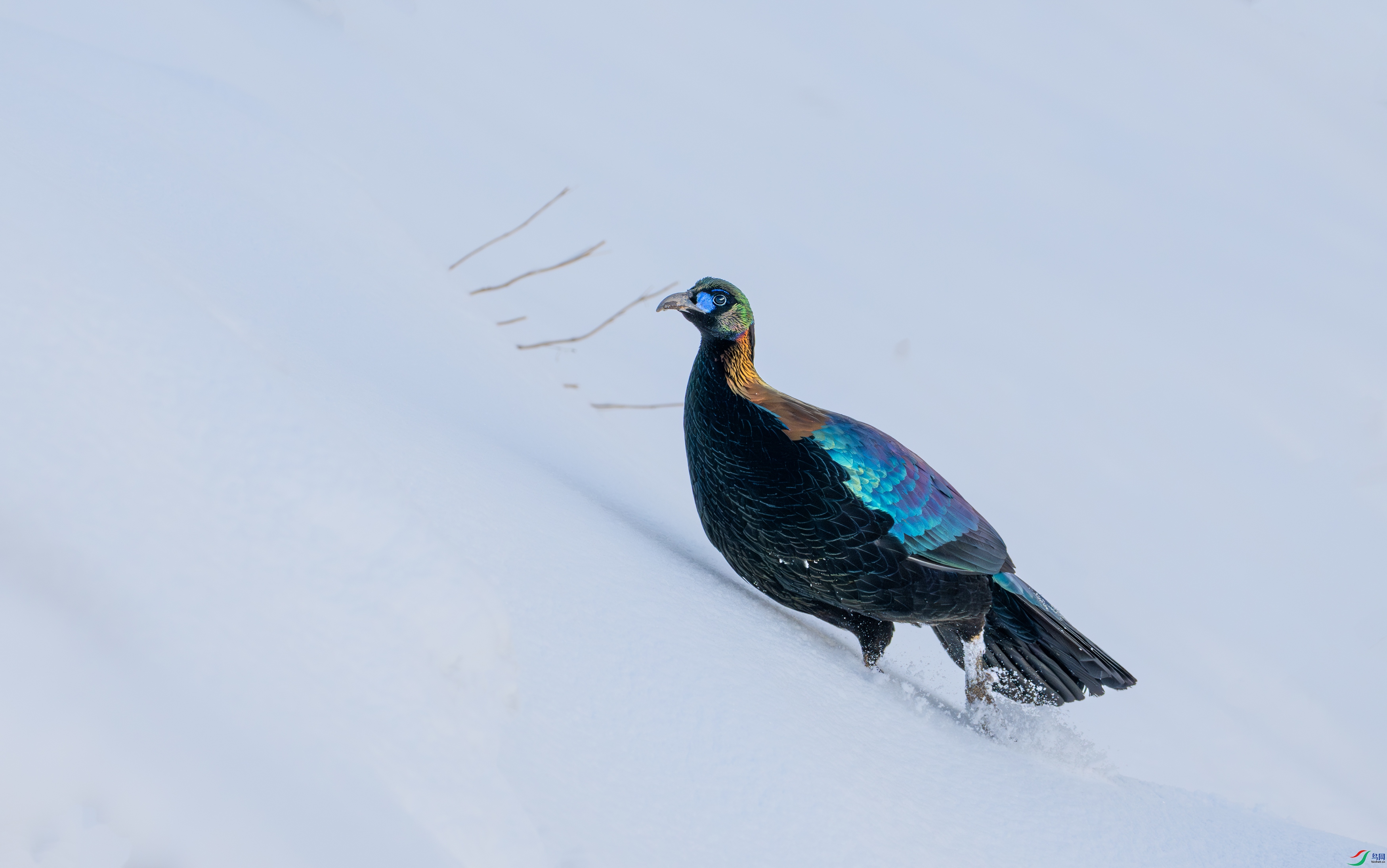 DSC_7893-11.jpg