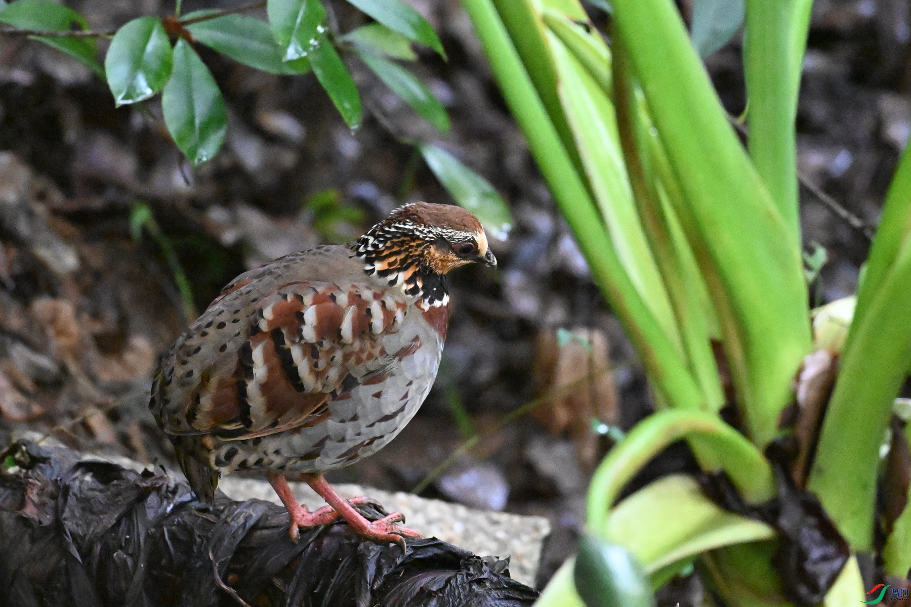 DSC_3607.JPG
