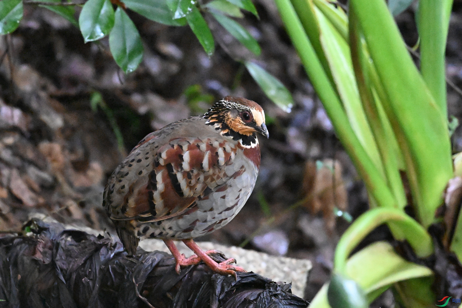 DSC_3620.JPG