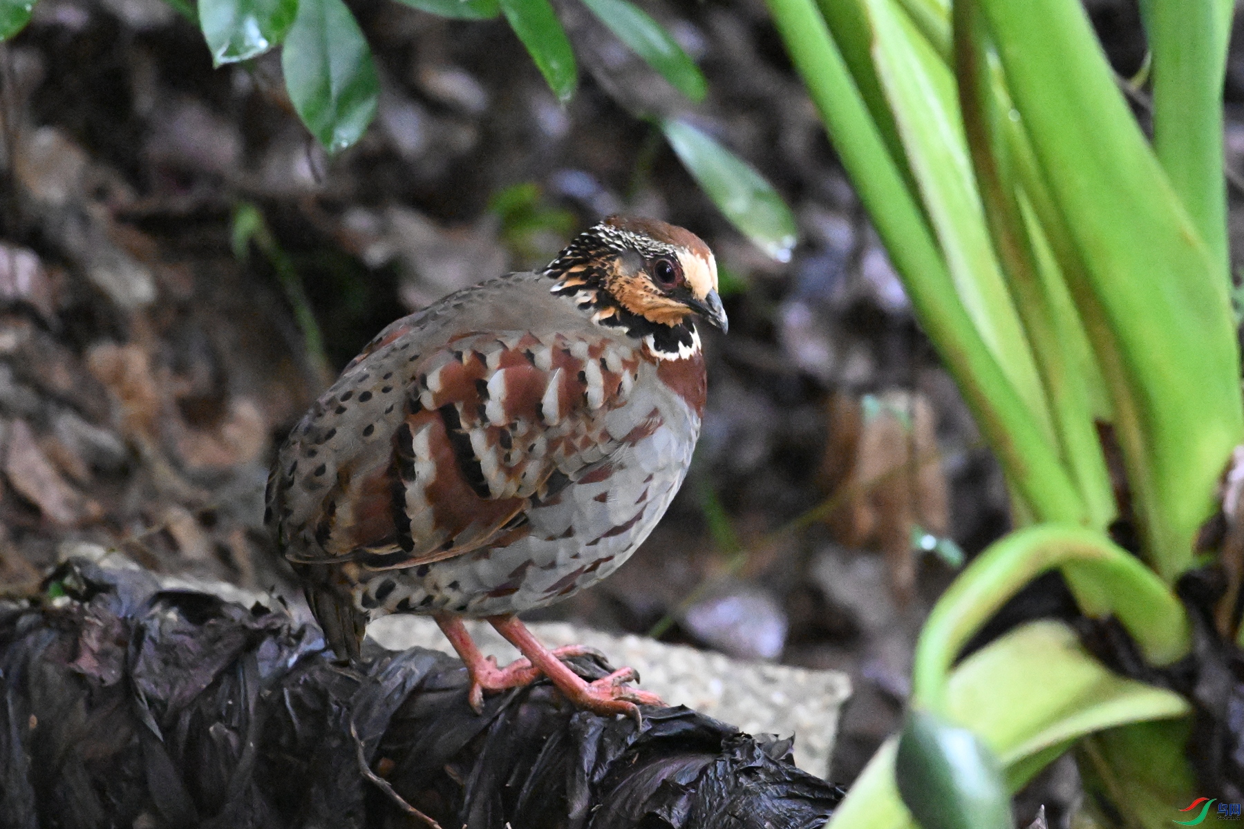 DSC_3623.JPG