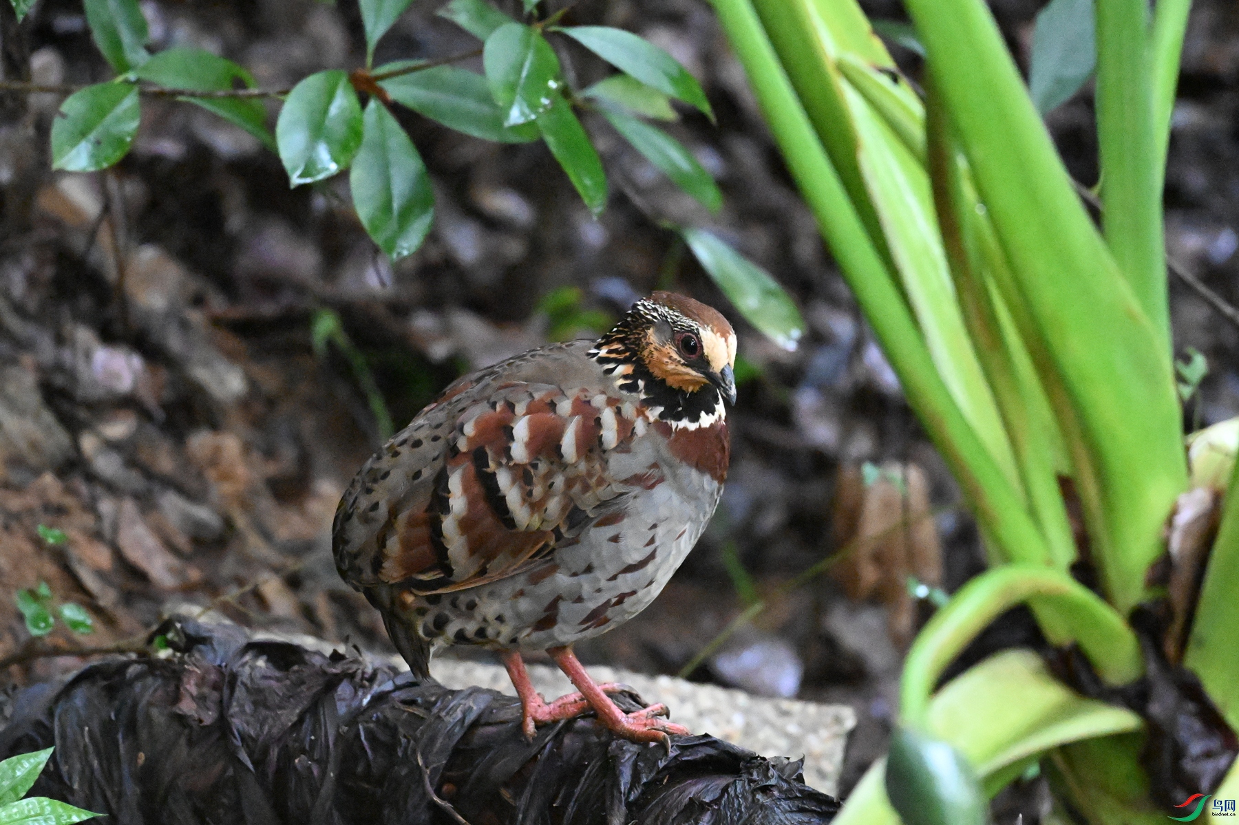 DSC_3572.JPG