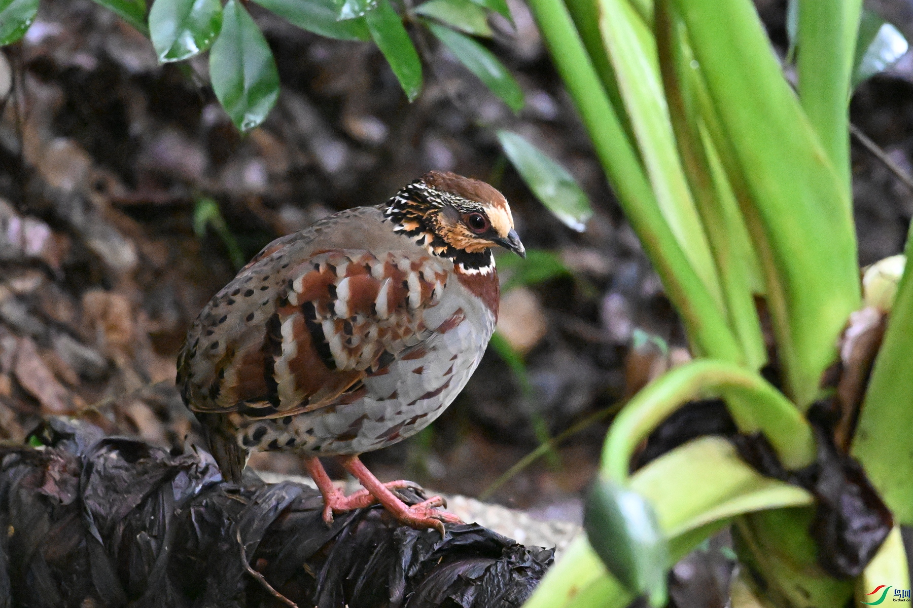 DSC_3626.JPG