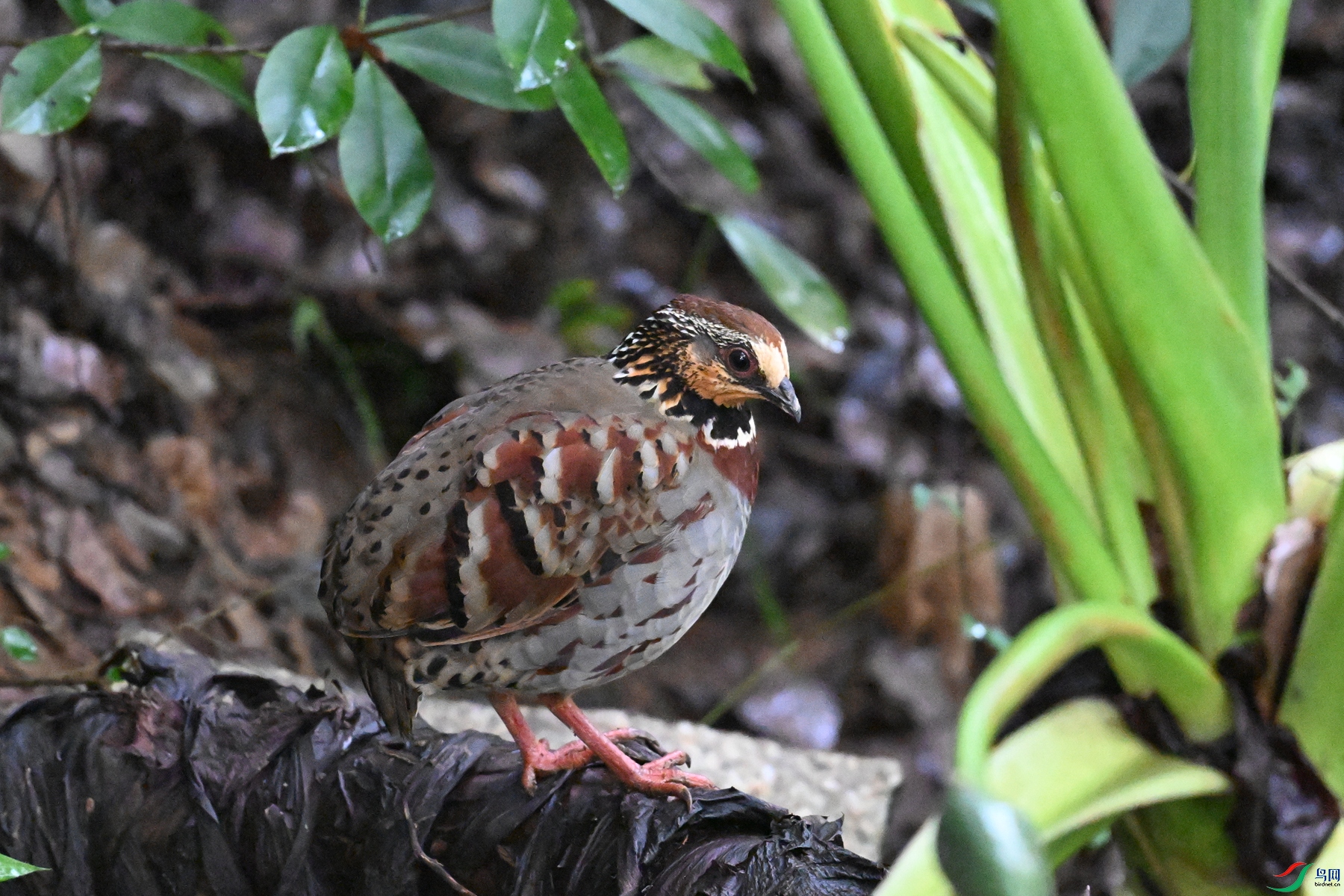DSC_3613.JPG