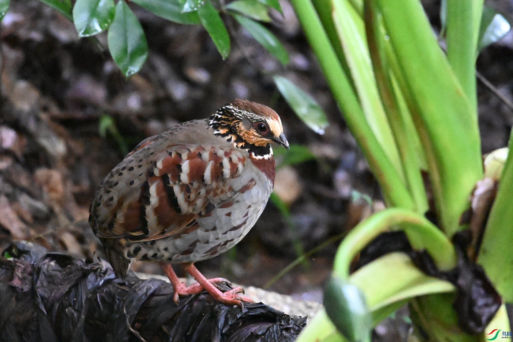 DSC_3629.JPG