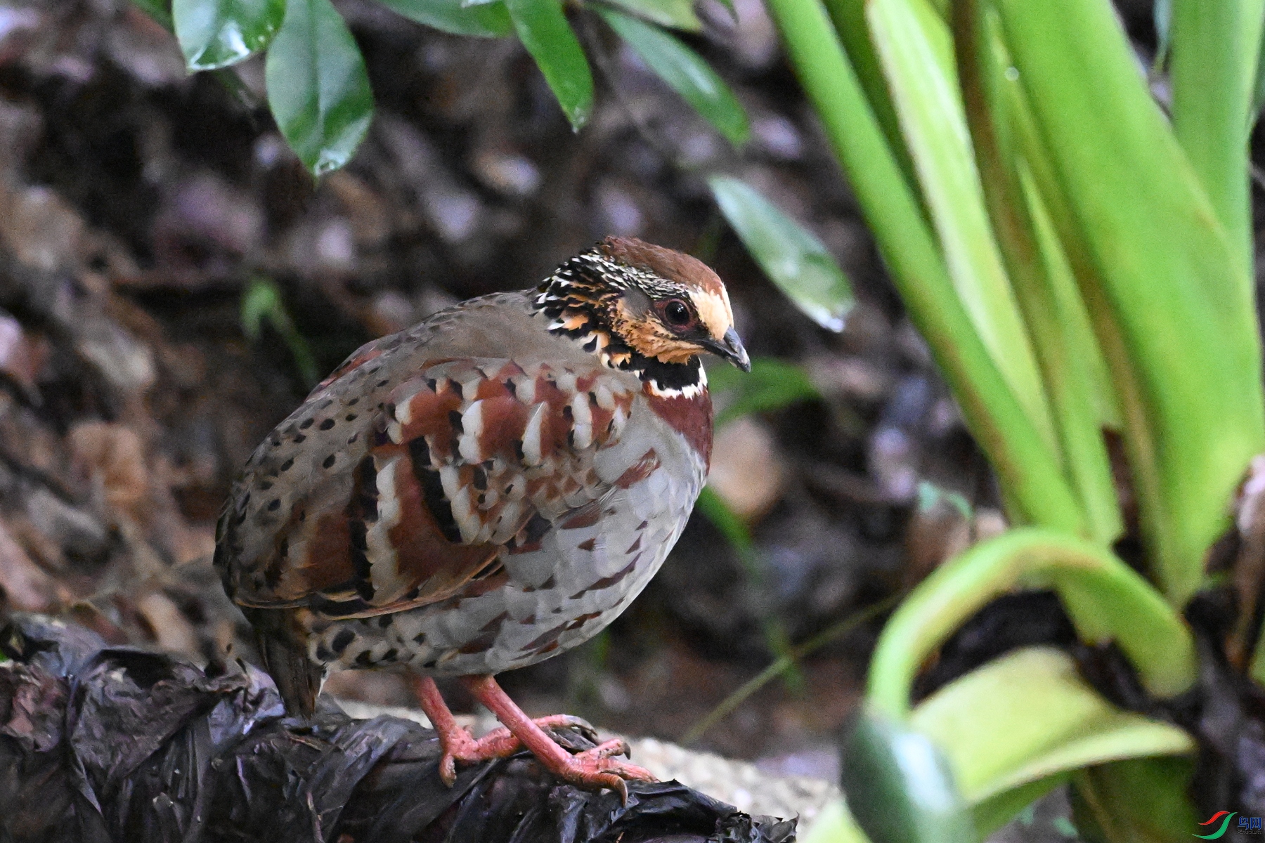 DSC_3631.JPG
