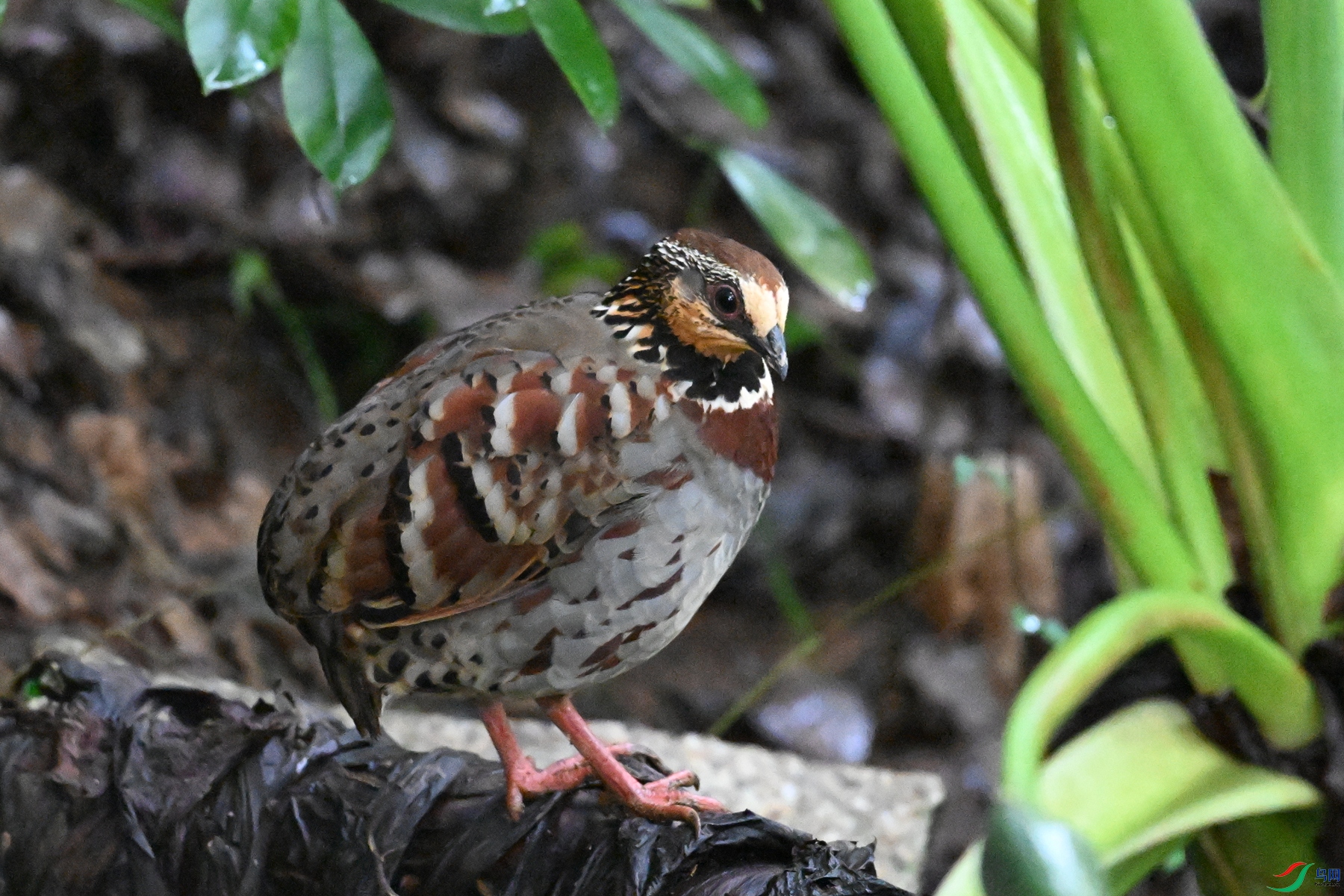 DSC_3574.JPG
